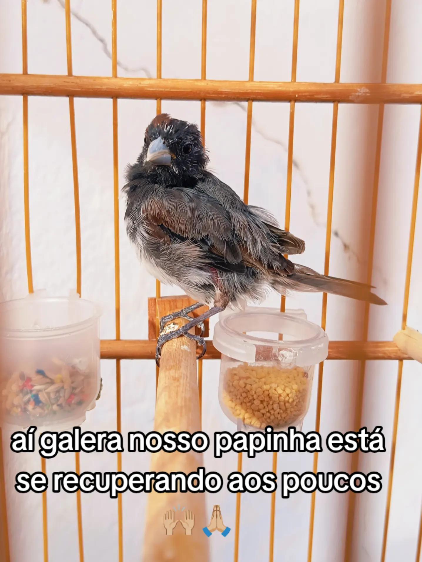 @JR_DO_AZULAOšµ