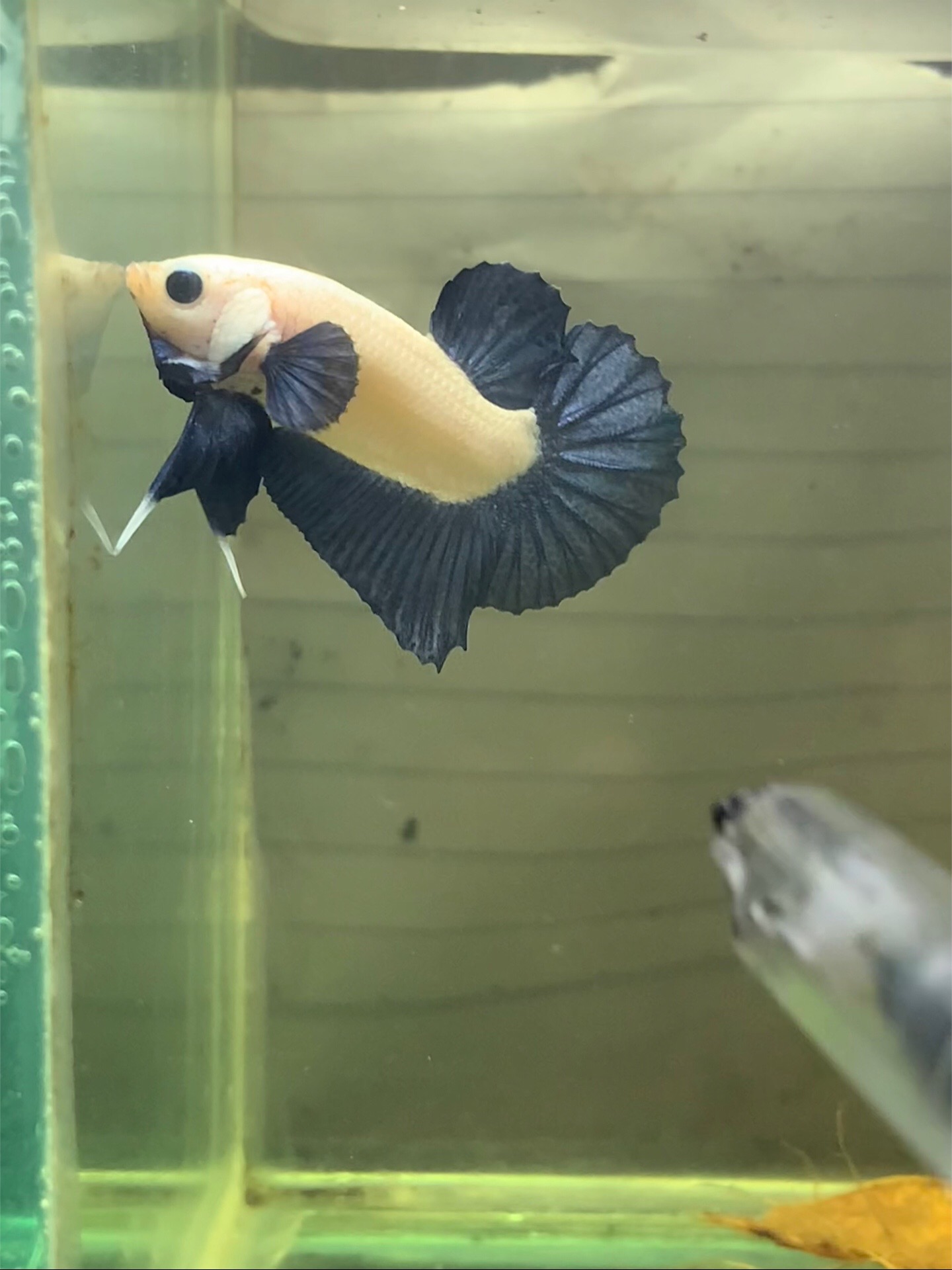 @PetBETTA
