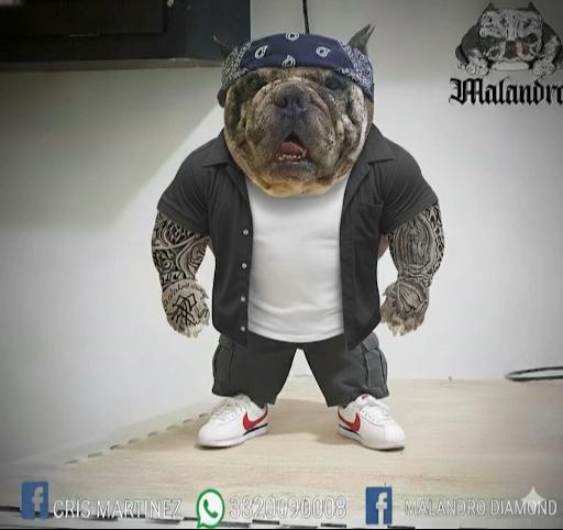 @Malandro Diamond