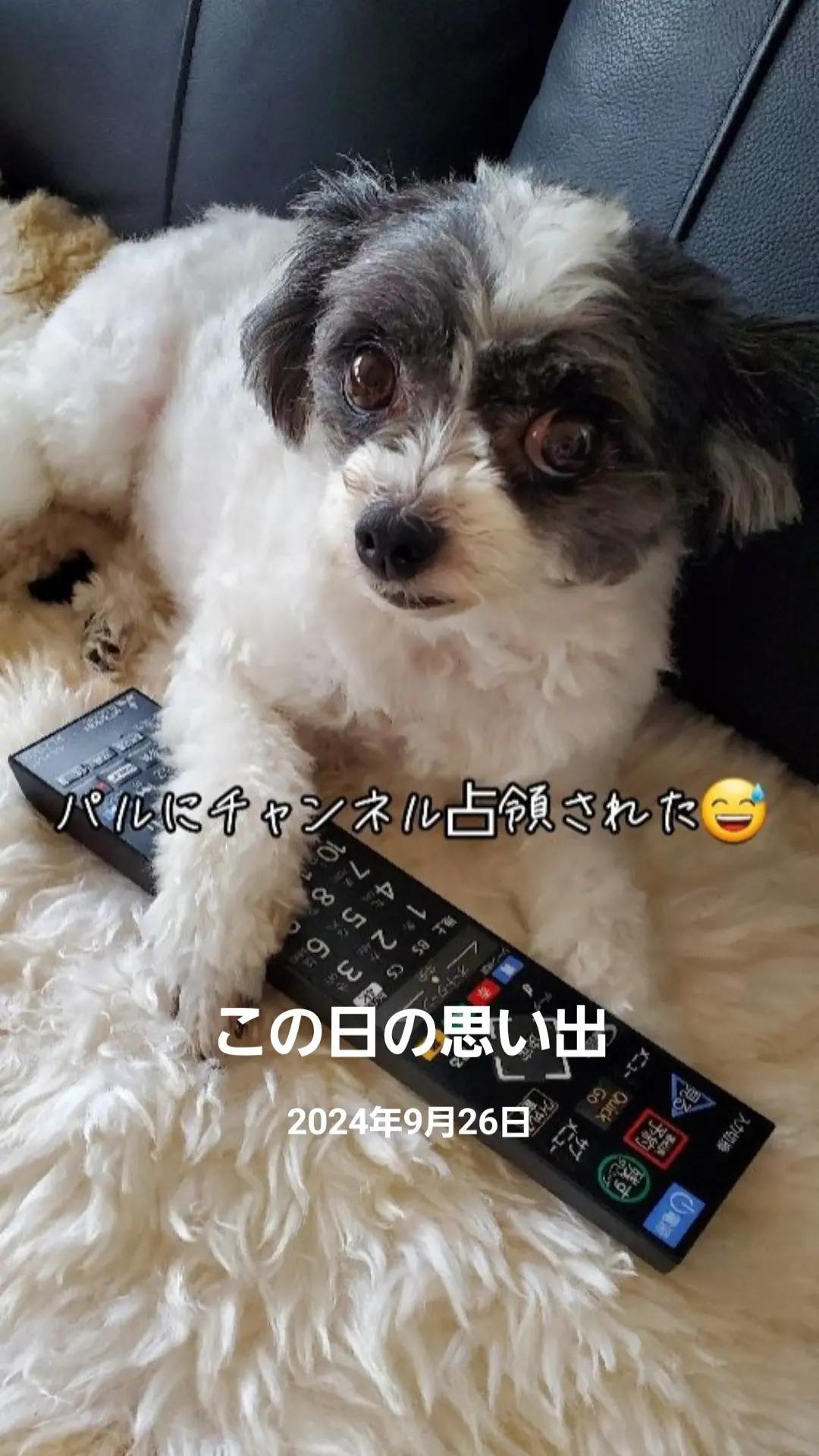 @井坂みどり