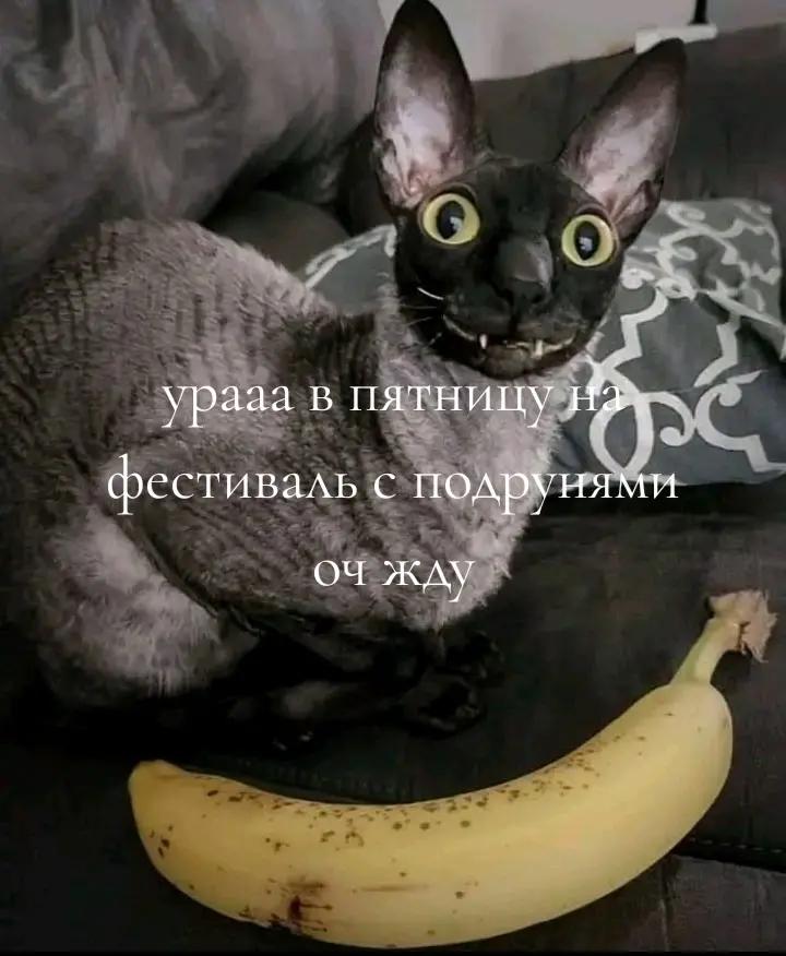 @mincedmeat
