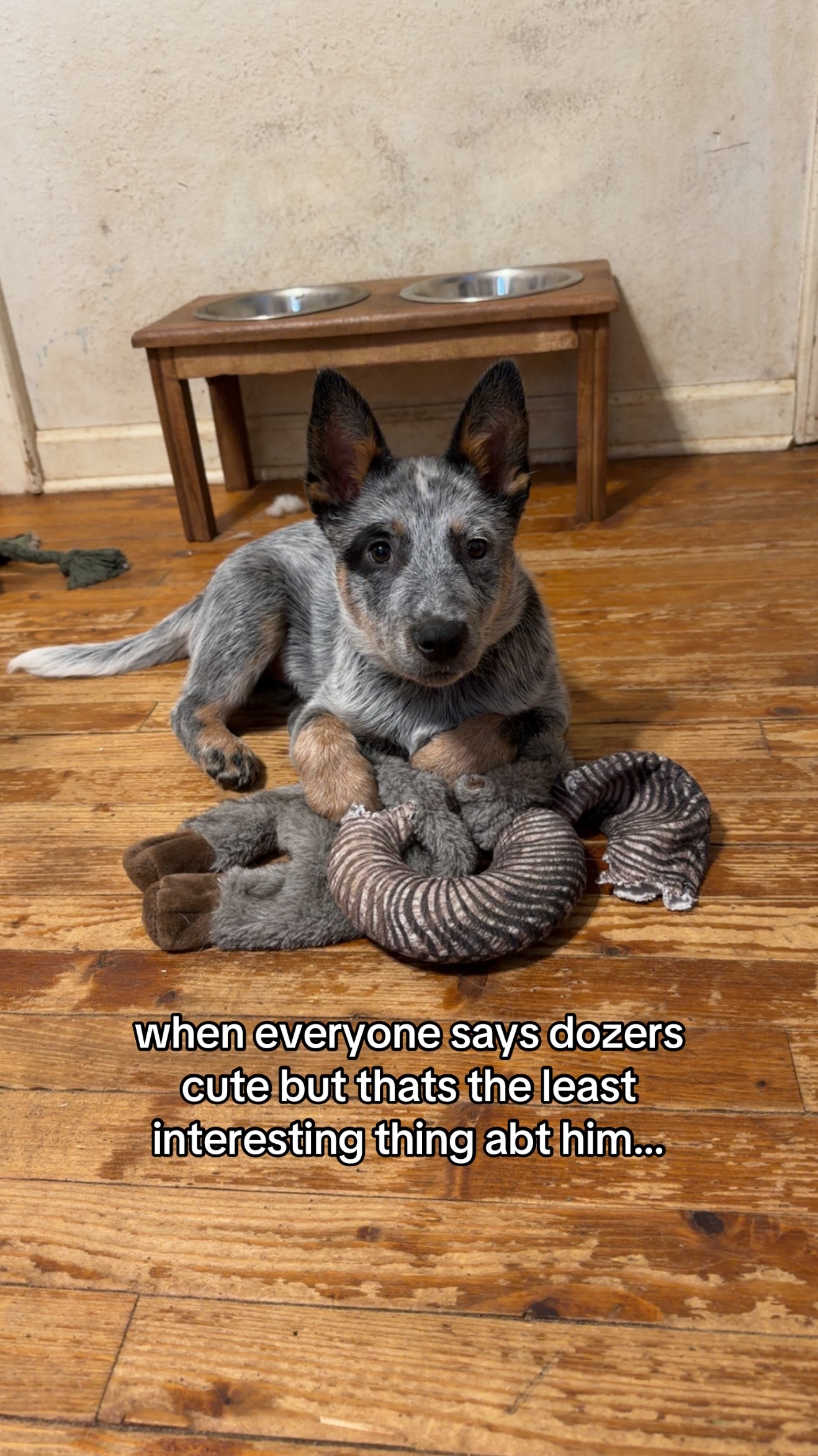 @dozer 🐾💞