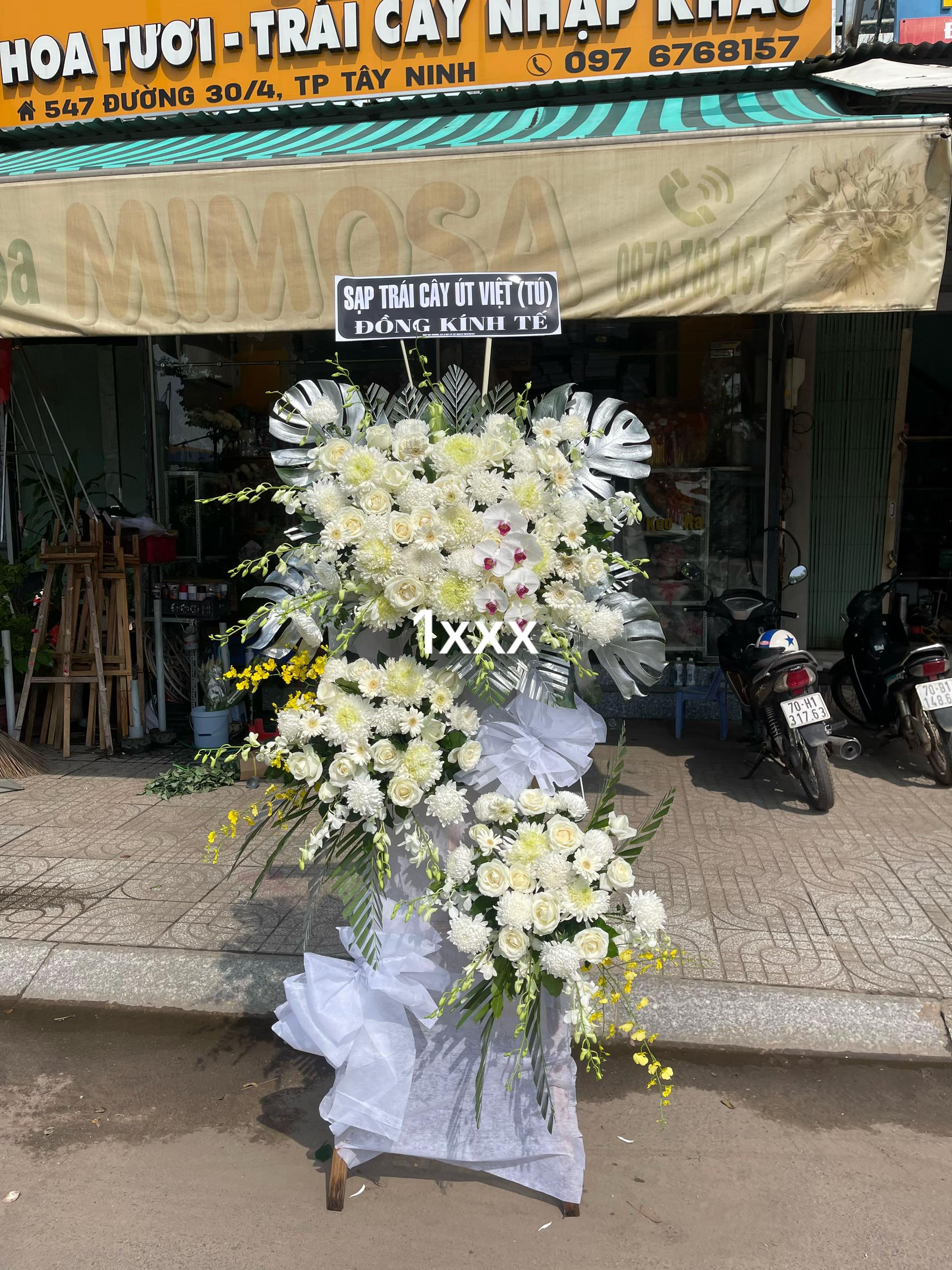 @Shop hoa MIMOSA TÂY NINH CŨ