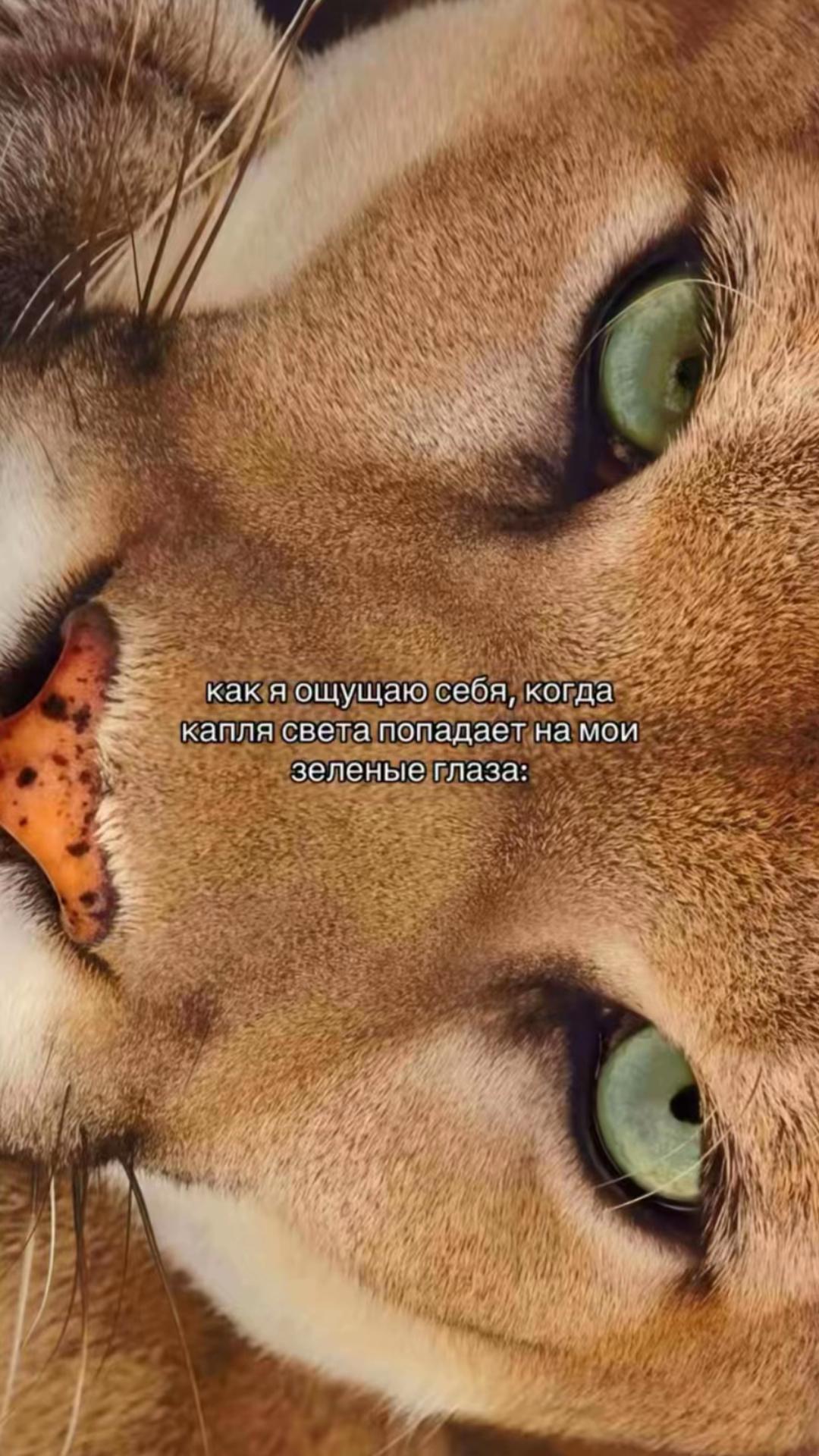 @лисёнок