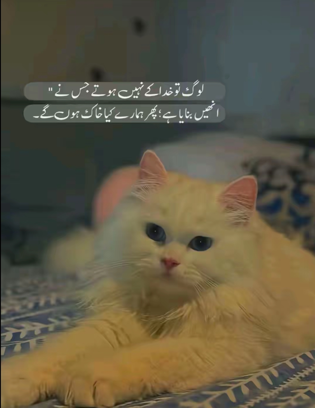 @کاشف رحمانی👑🔥