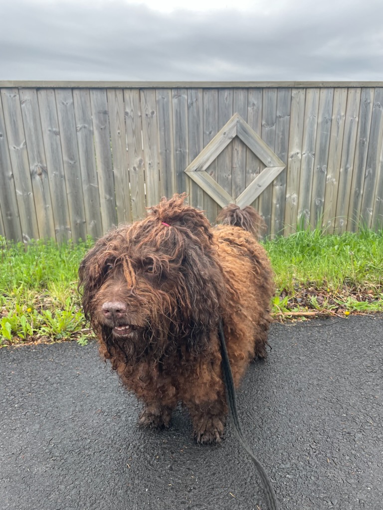 @🐾✨️mhdogs✨️🐾🇸🇪