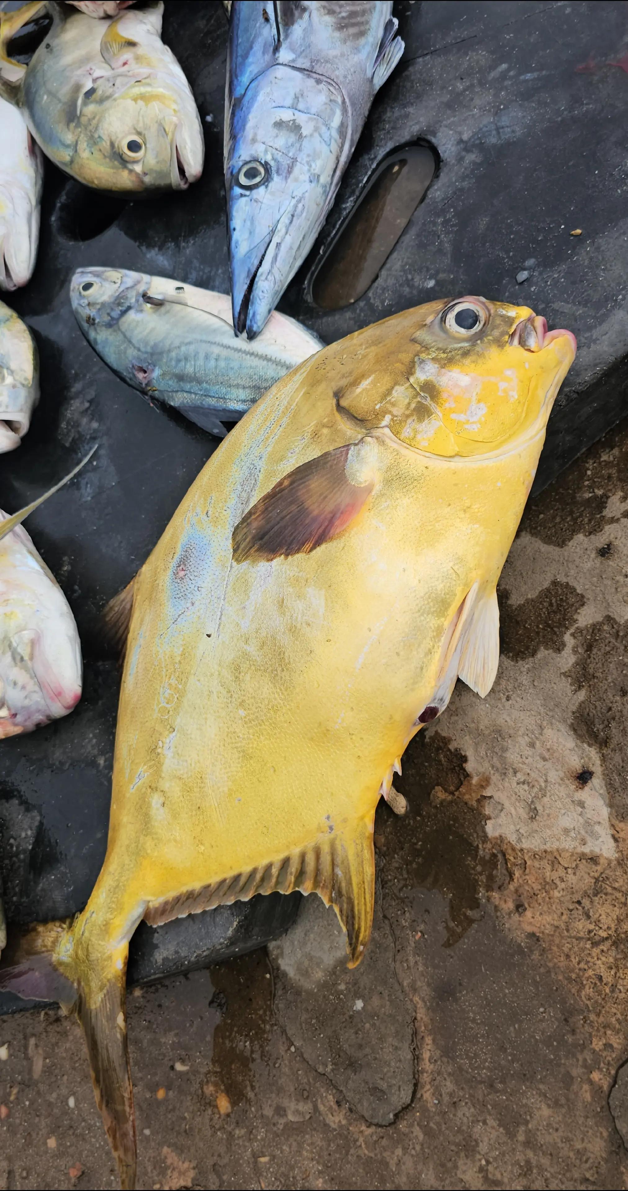@Chasse Sous-Marine Bénin