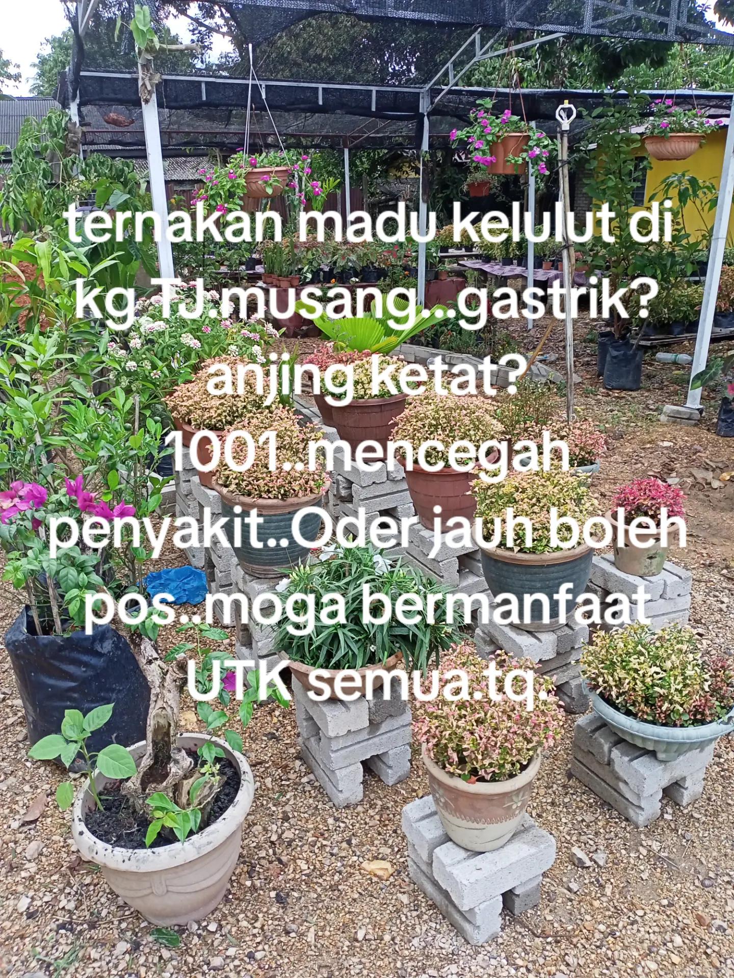 @Wan nasruy