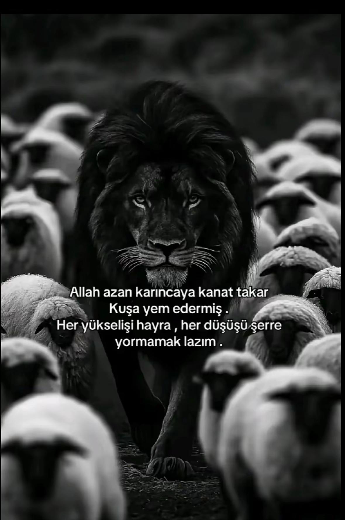 @ALİDİREKÇİ