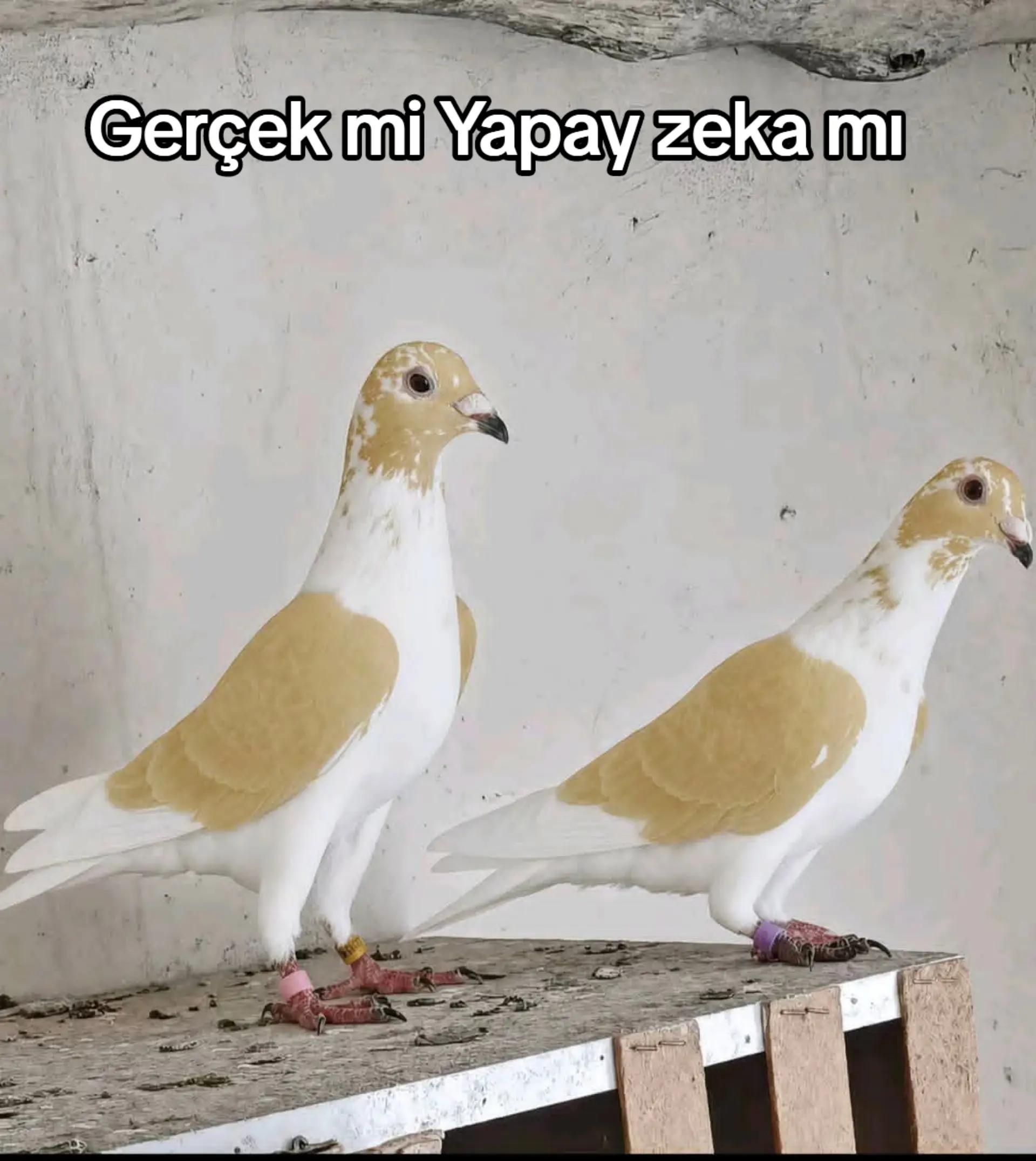 @GERAN