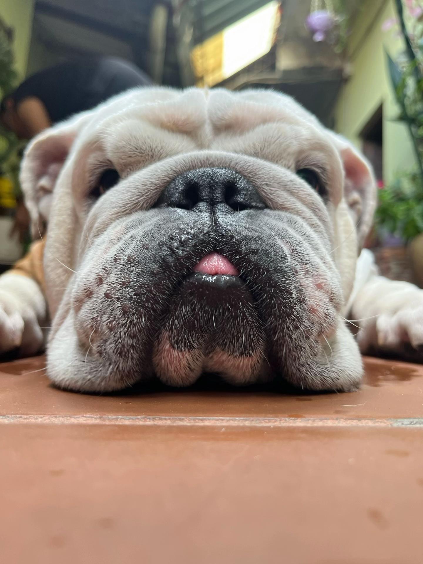@Forky el Bulldog🐾
