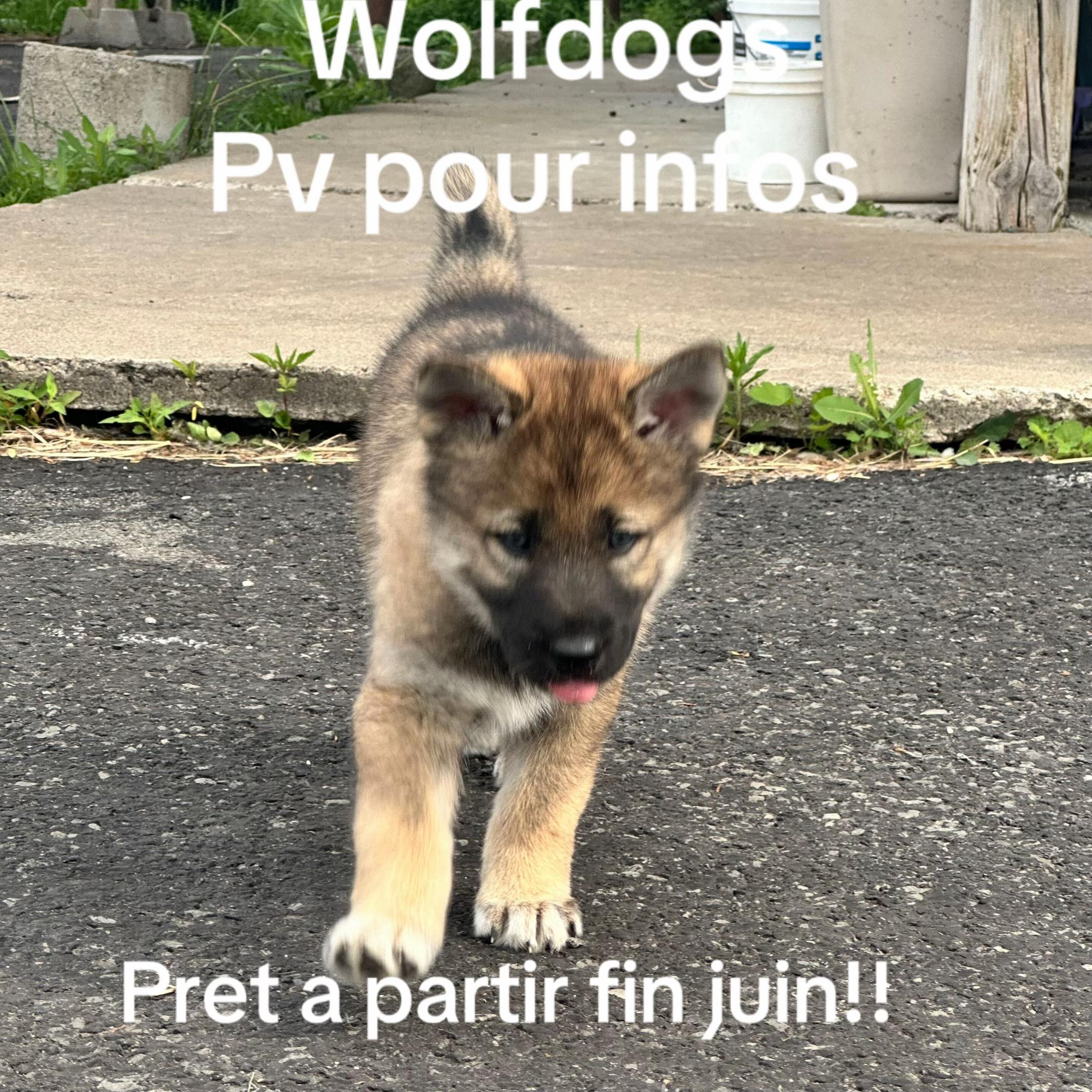 @WOLFDOG