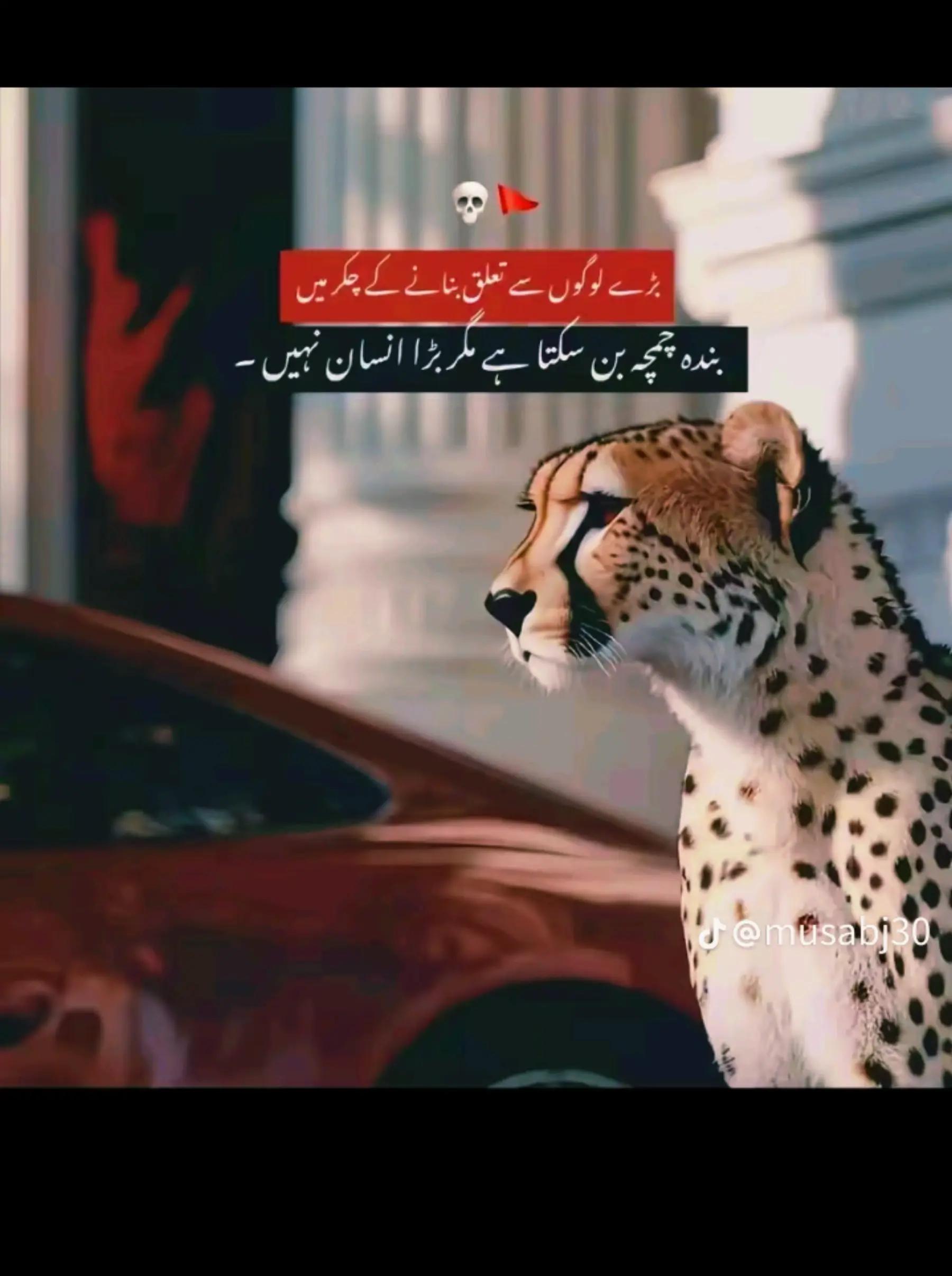 @Hk HAMMAD🙃