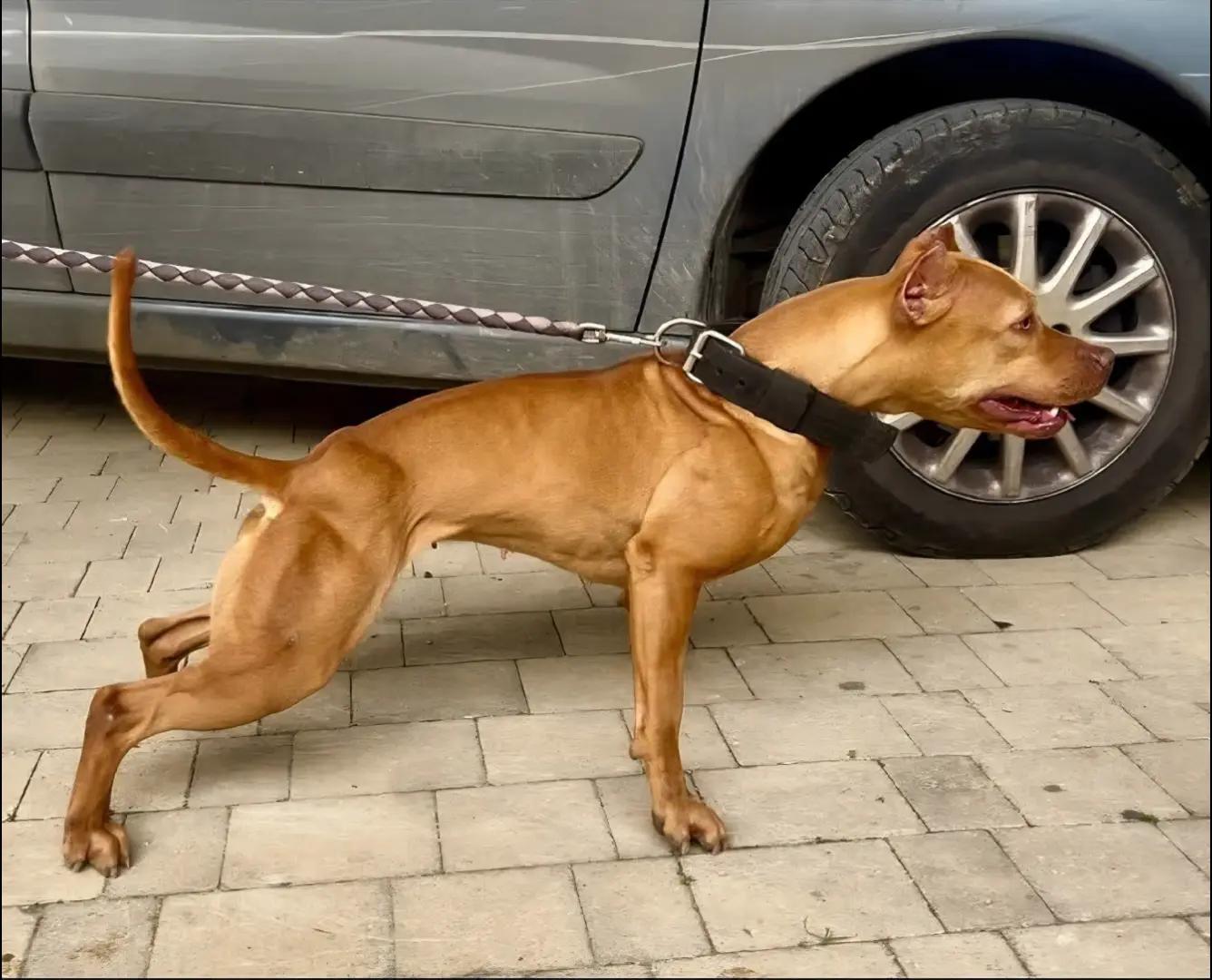 @Raoul's apbt