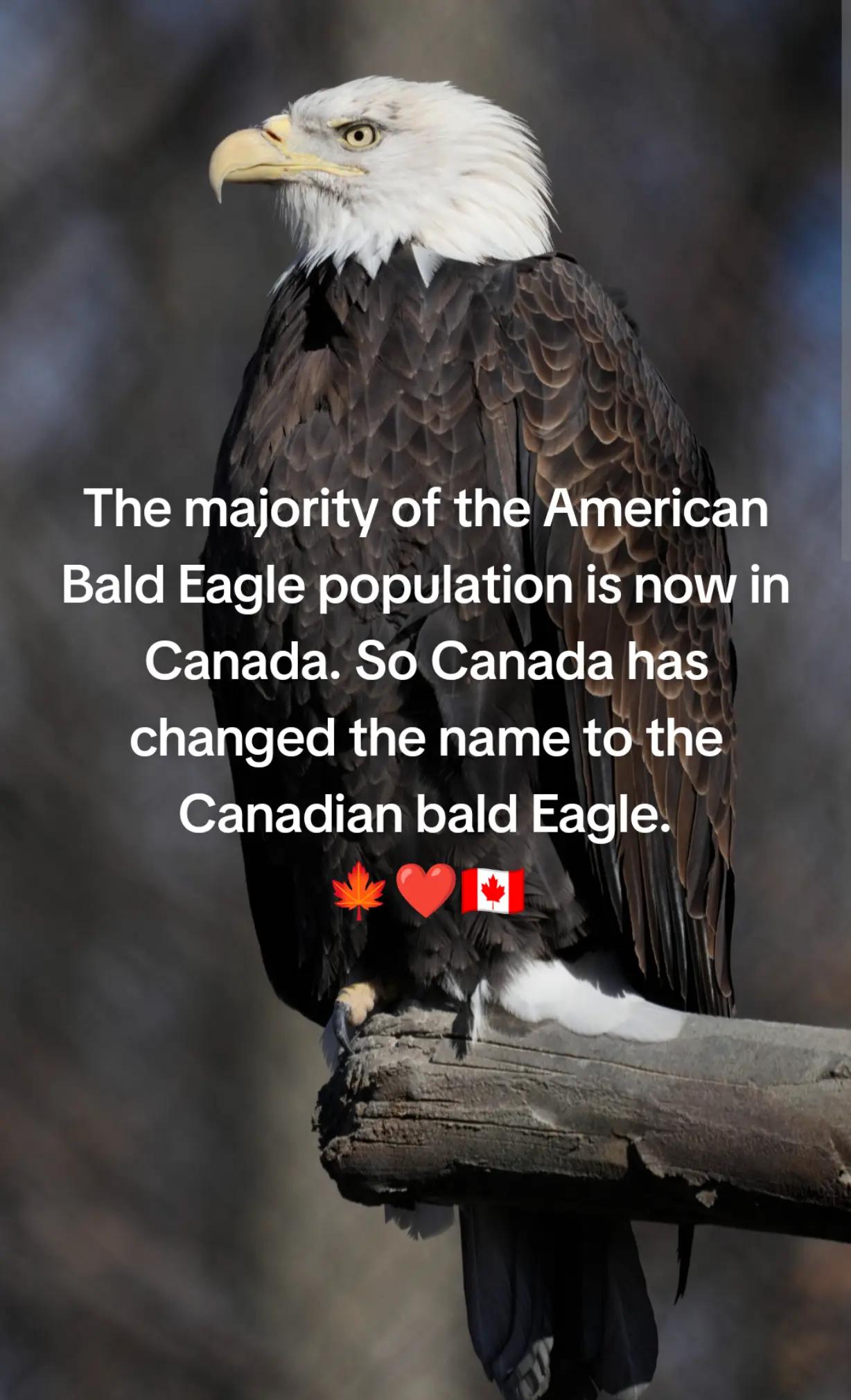 @Jeff🇨🇦
