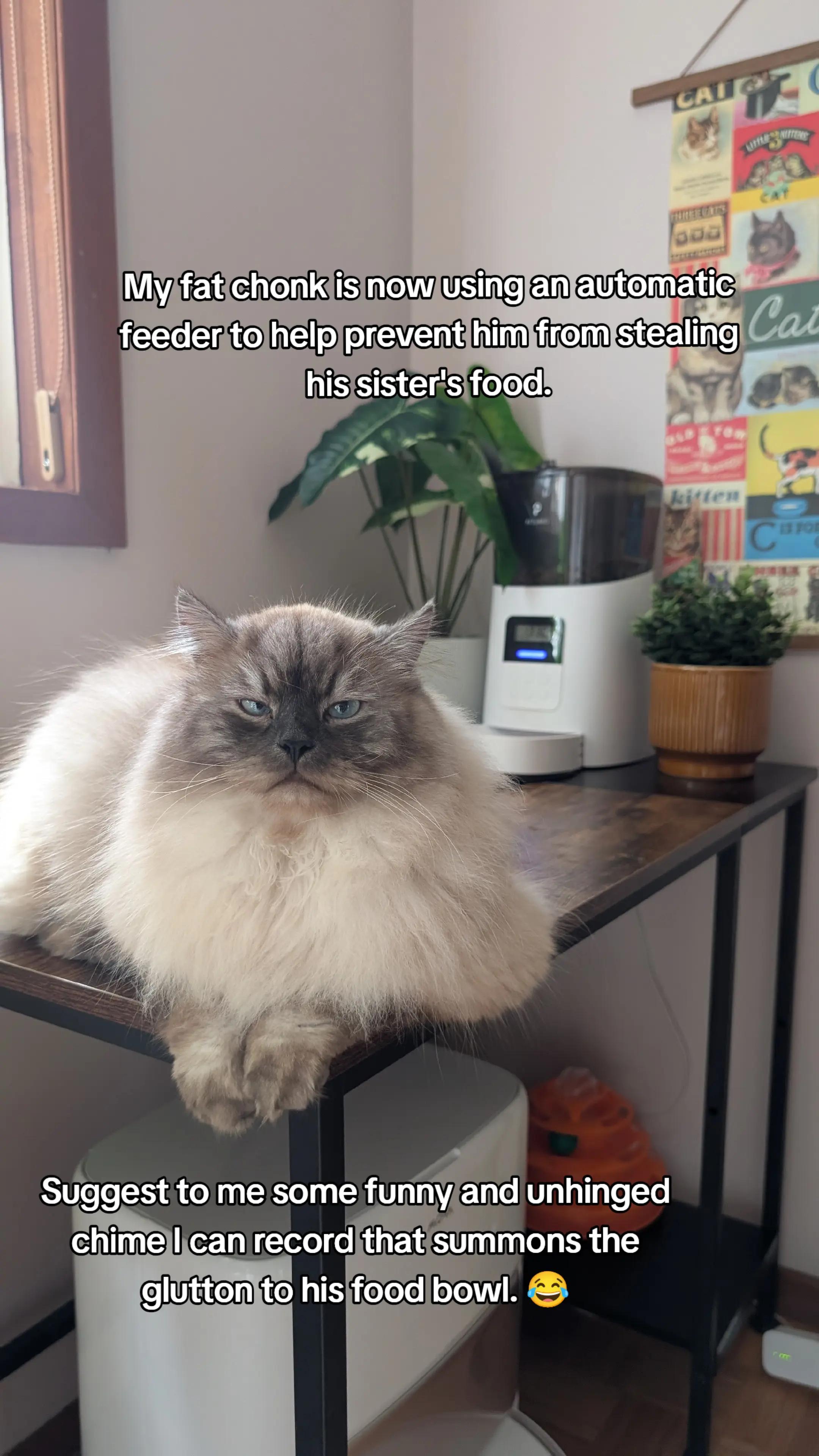 @Carly | Pet + Home Creator