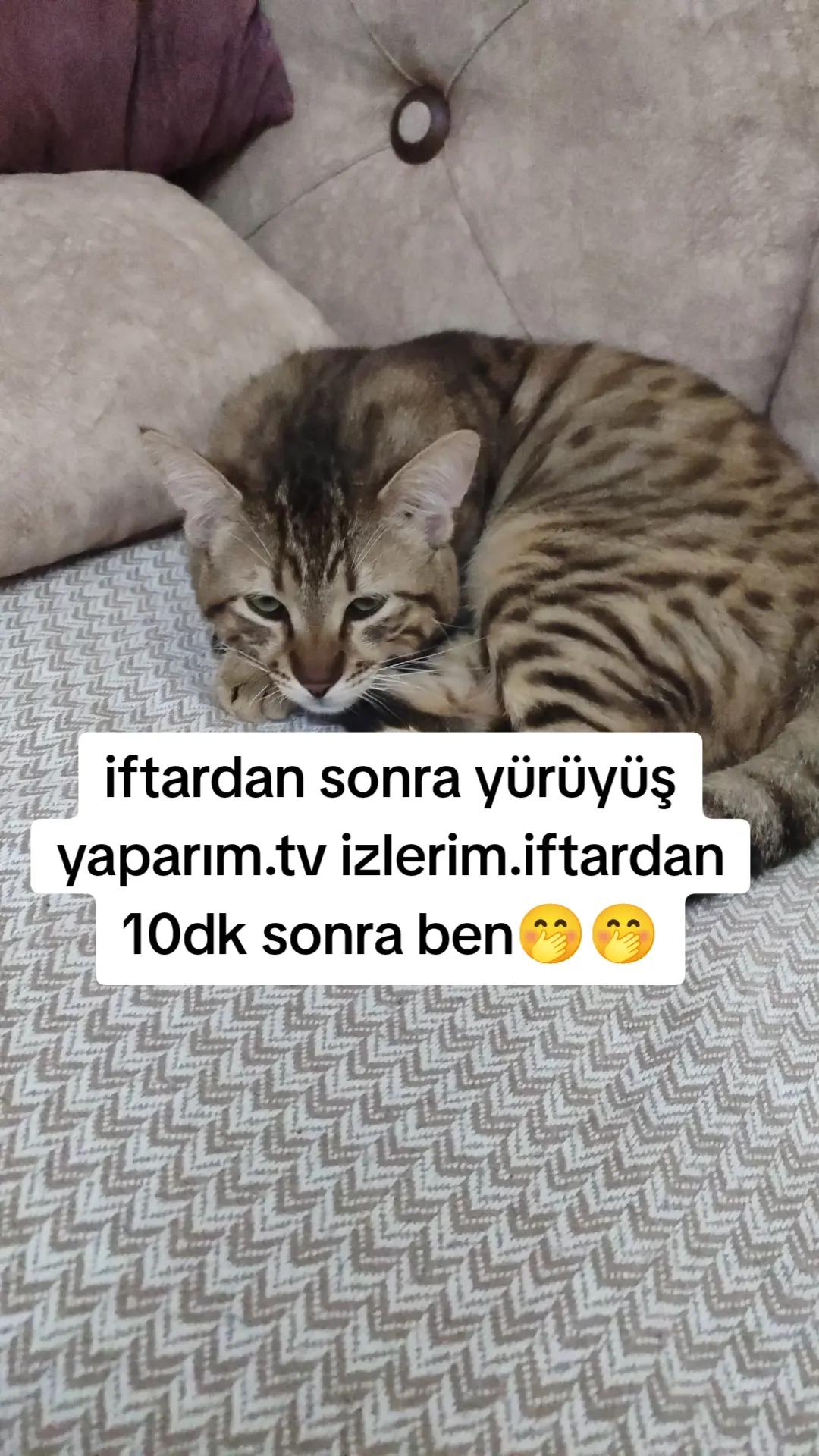 @T&uuml;lin doğrul 51