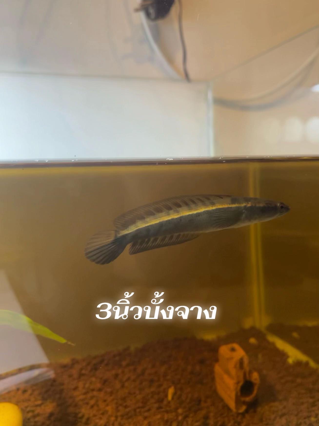 @ต้นต้นรถเป็นไร⚡️