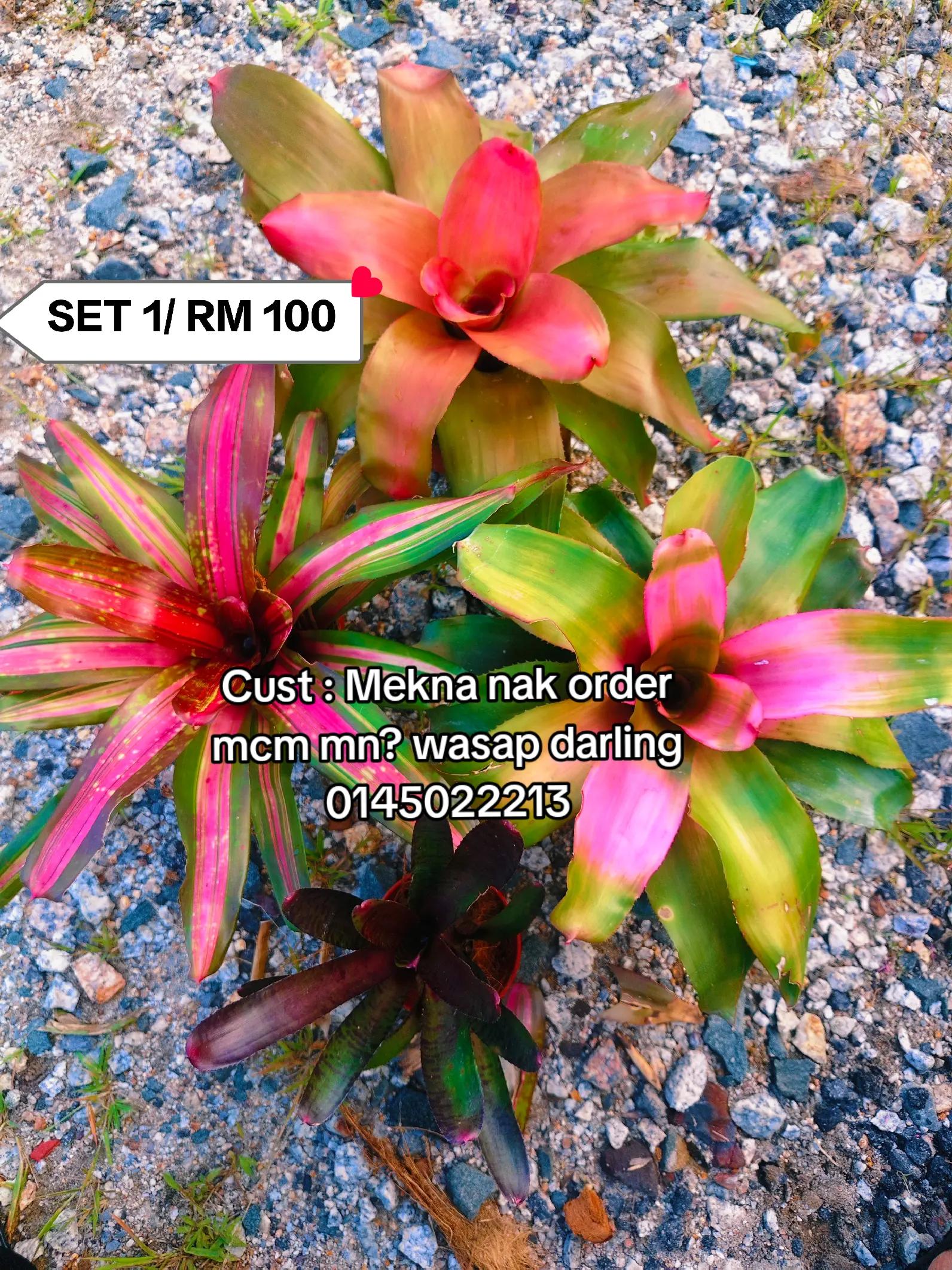 @MEKNA Garden