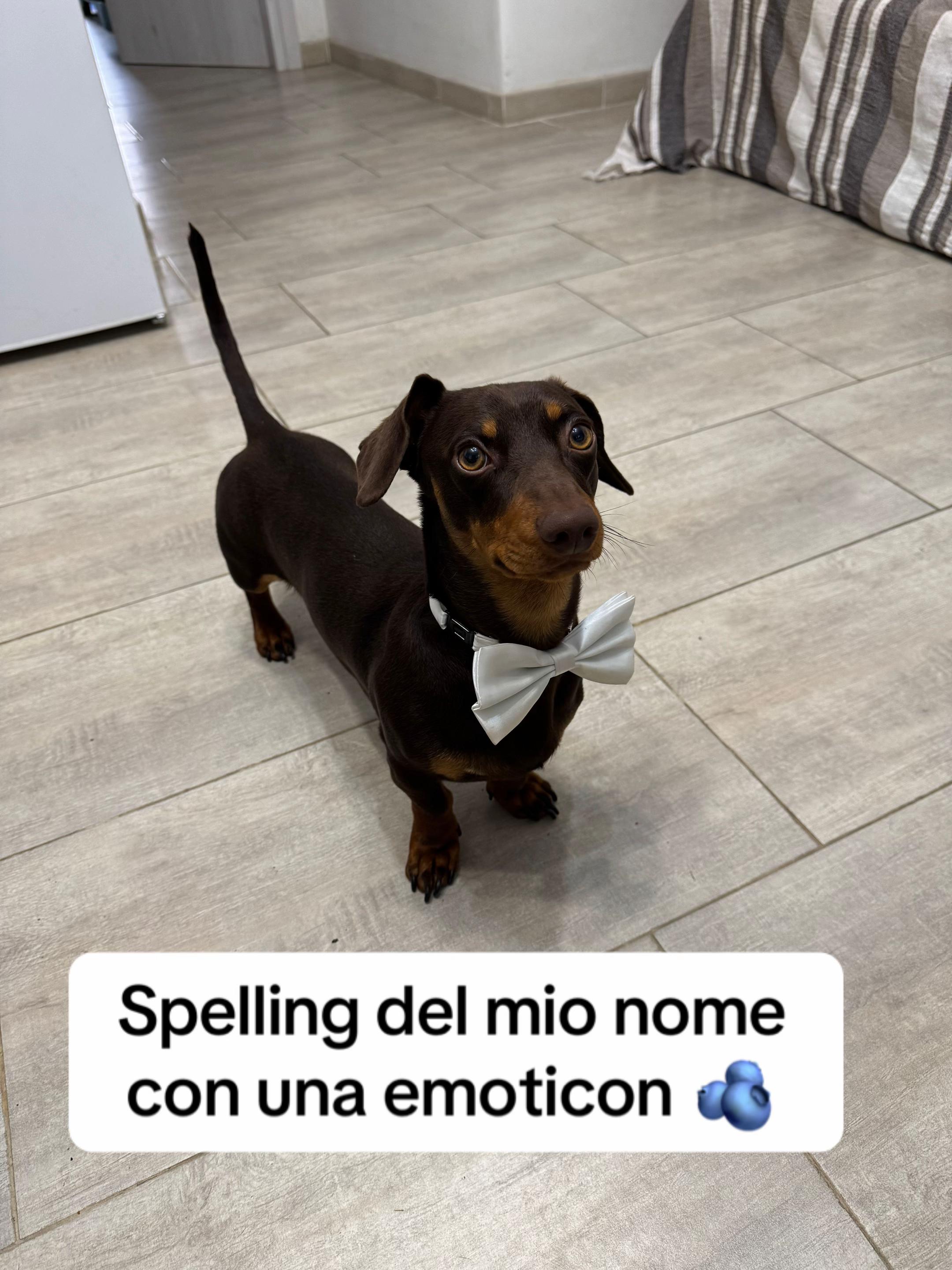 @🐾Mirtillo il bassotto🐾