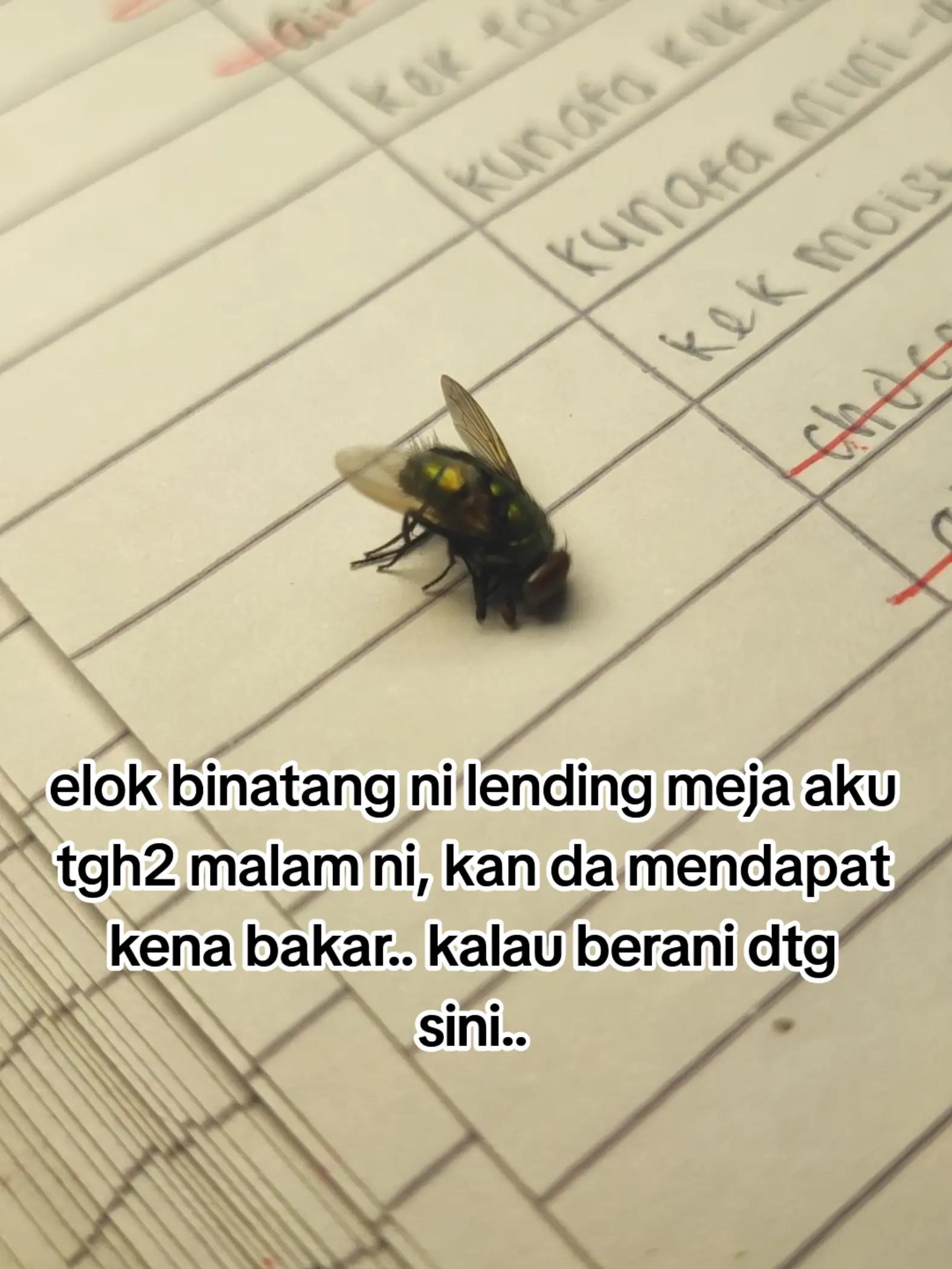@didy Hisham