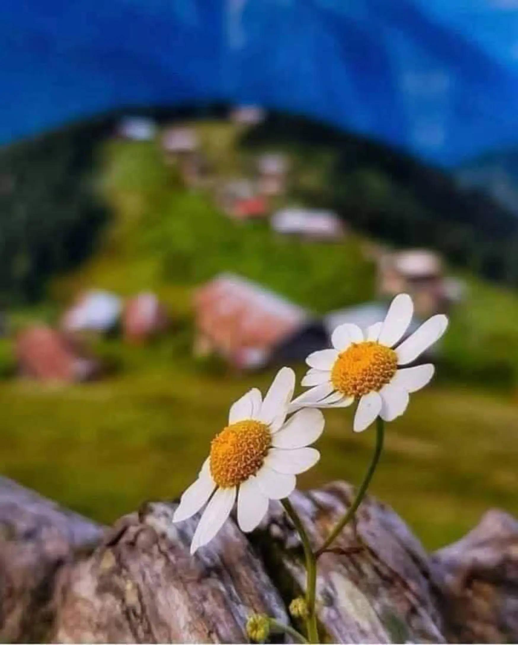 @Ali g&uuml;l