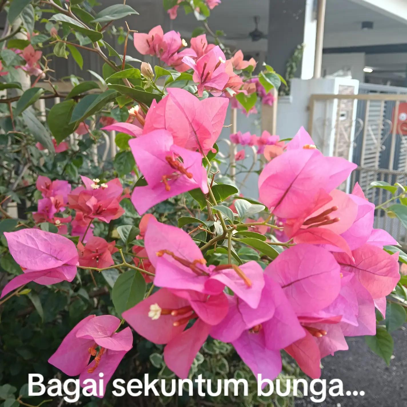 @Rose Puteh
