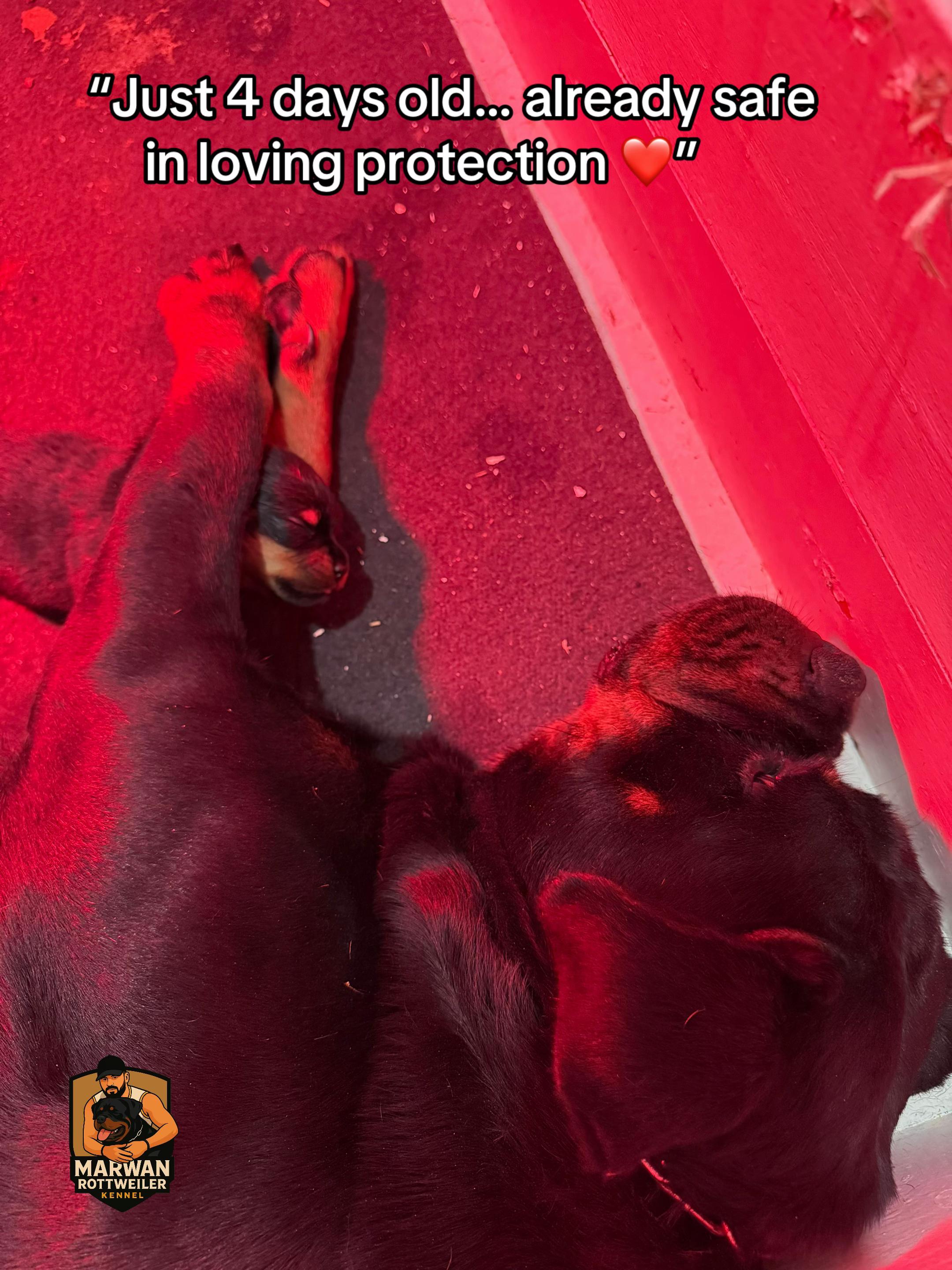 @Marwan Rottweiler-ke