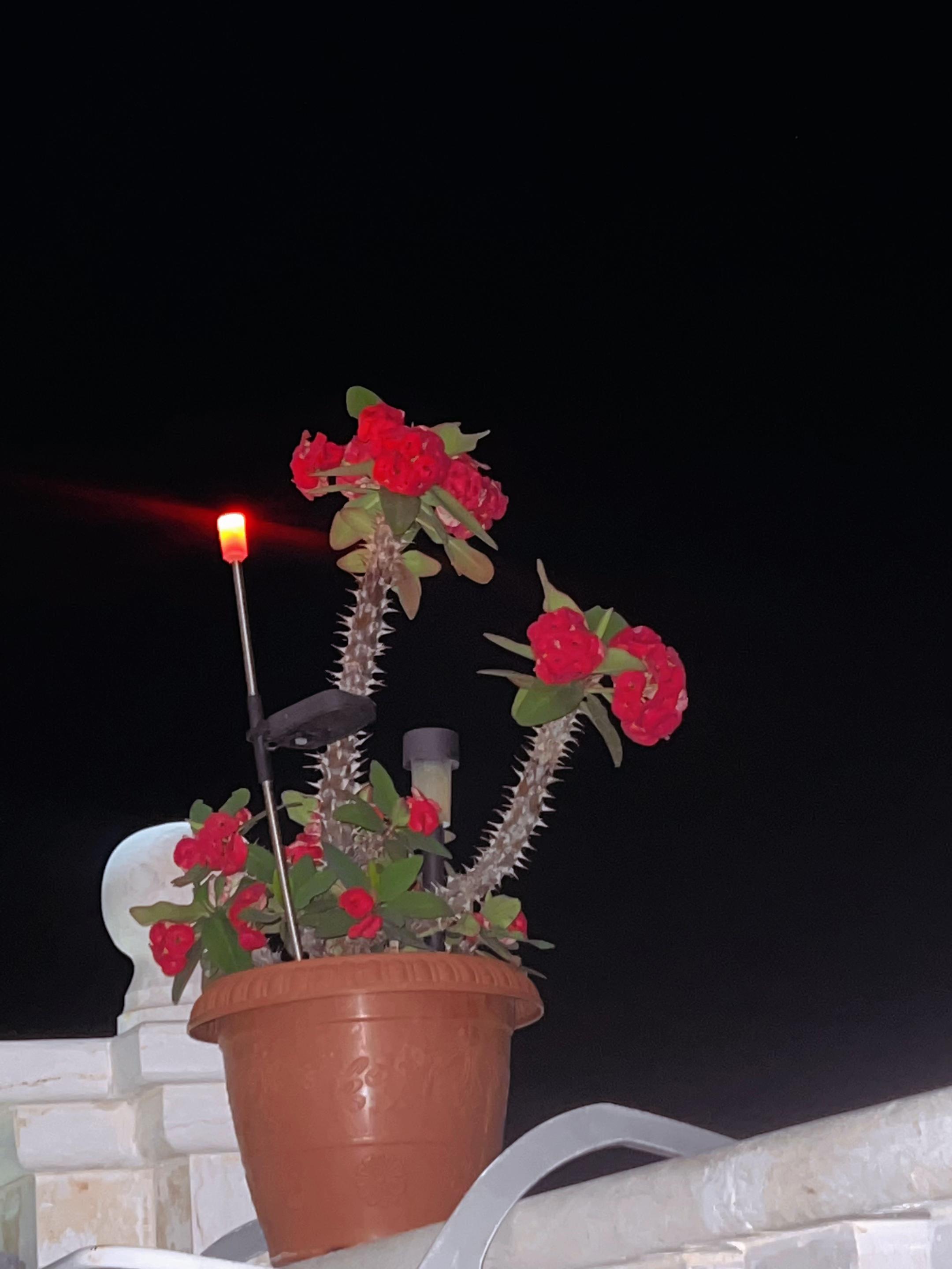 @༊෴✿سہارة✿〄