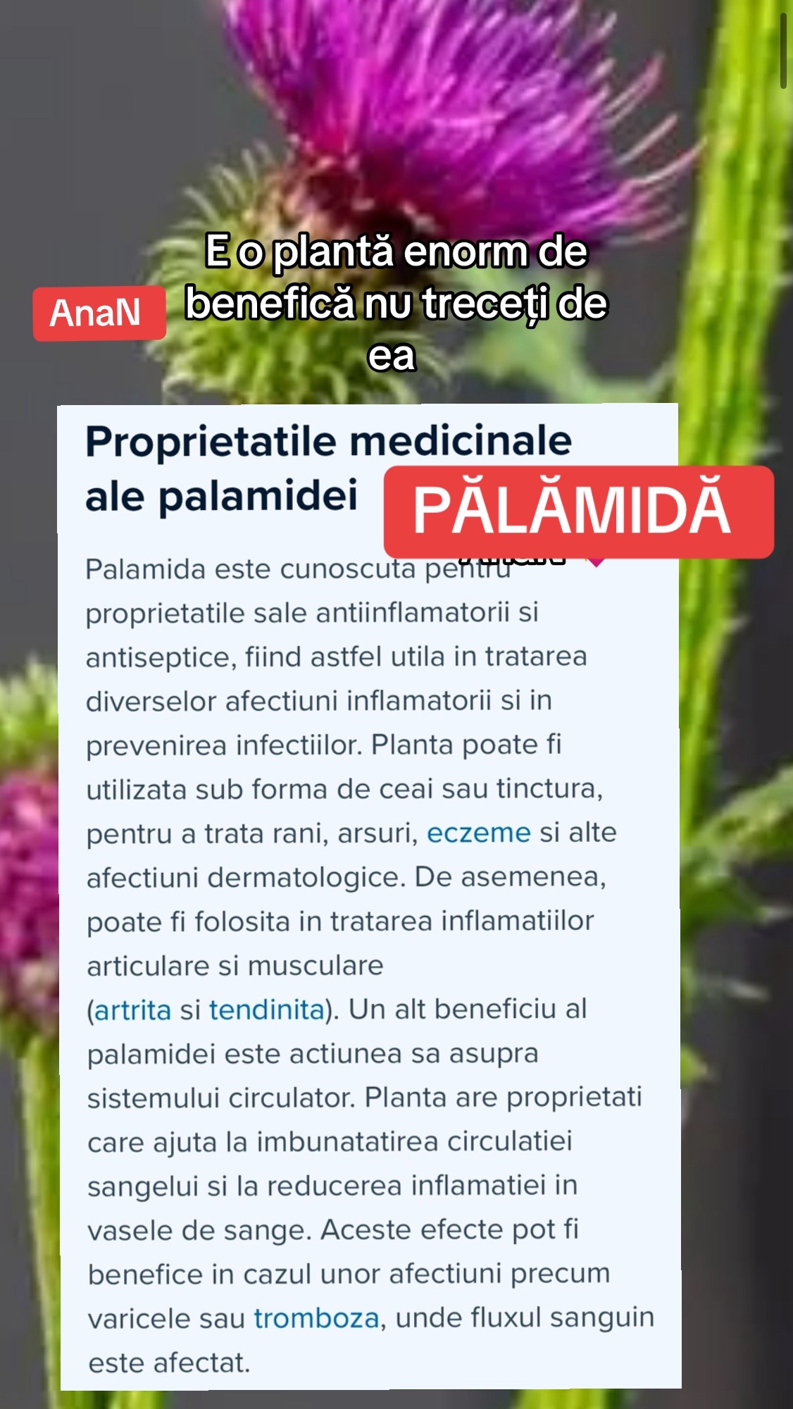 @Ana-N.