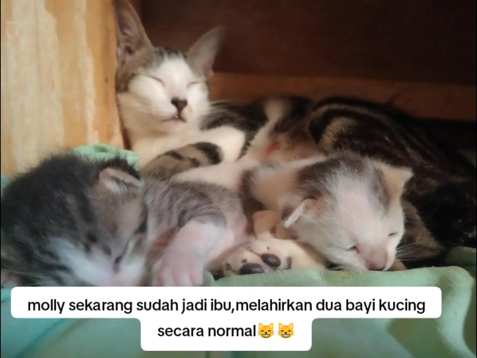 @Lina herlina