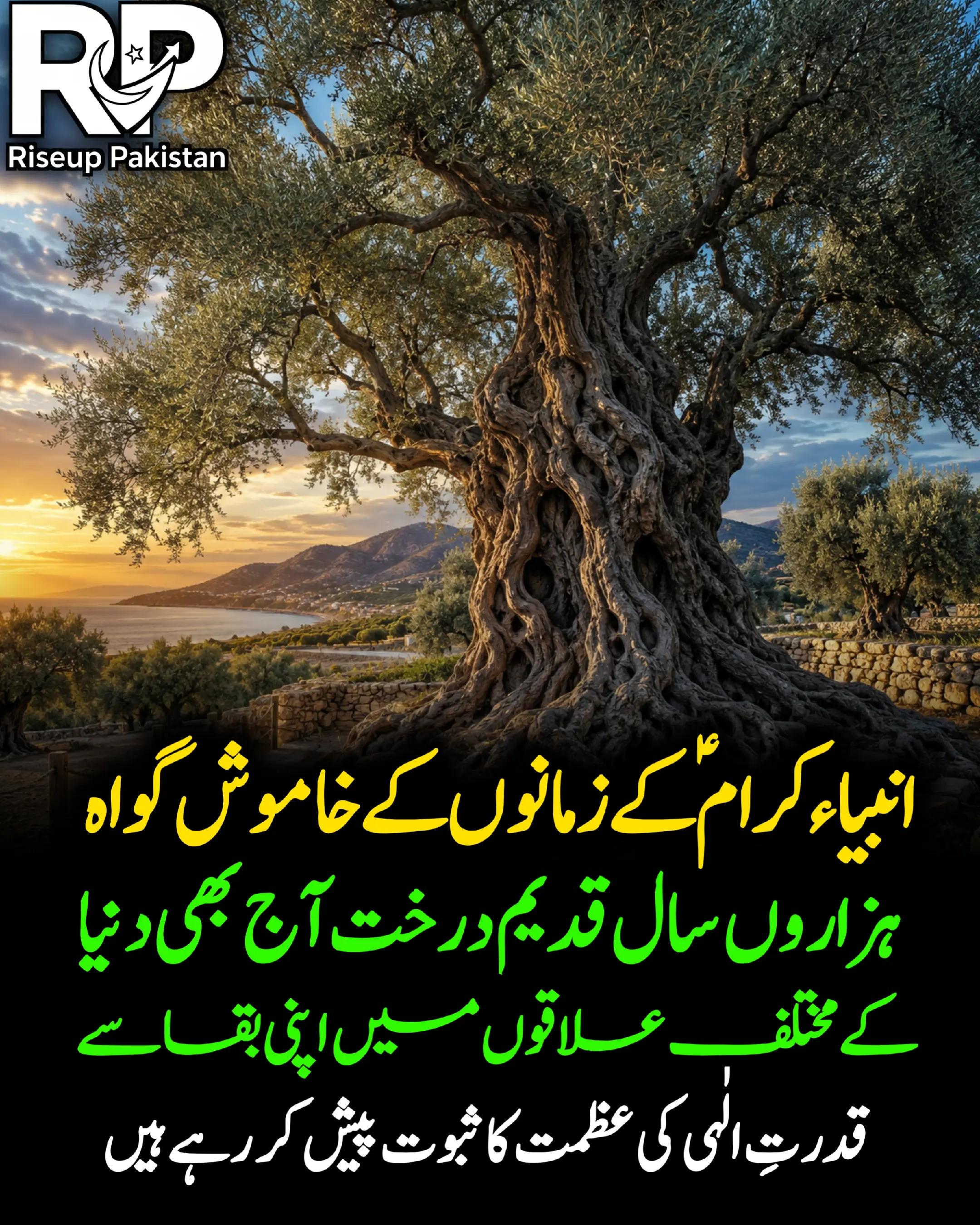 @Riseup Pakistan