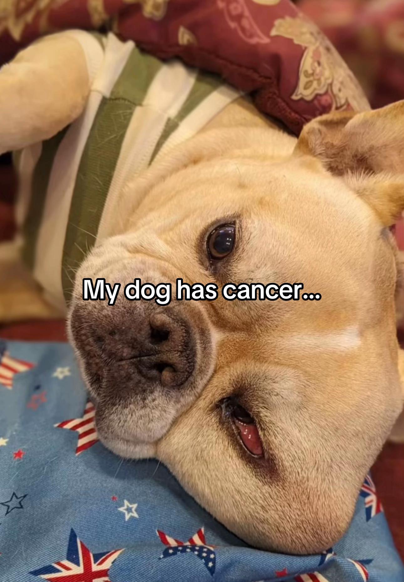 @Surgery for Lucy0