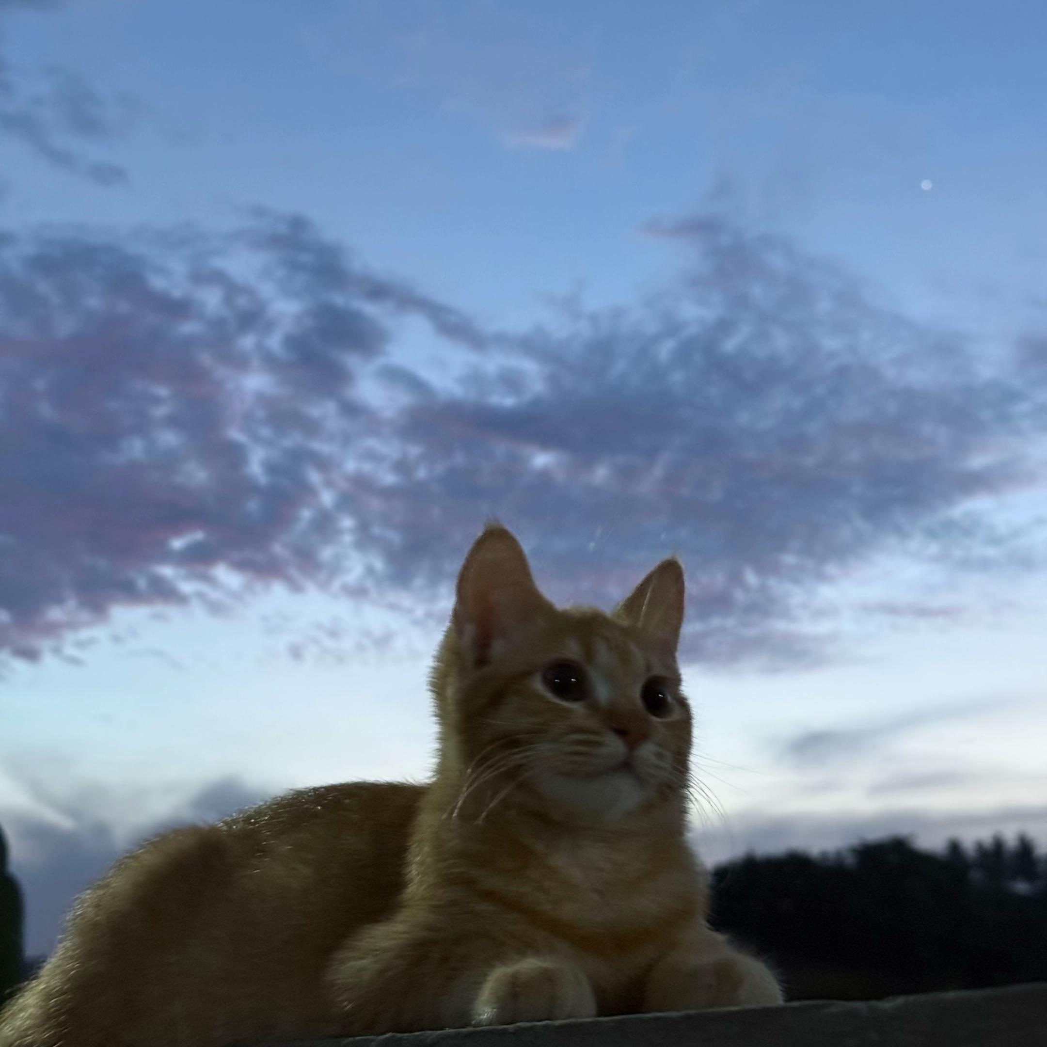 @It’s MEow