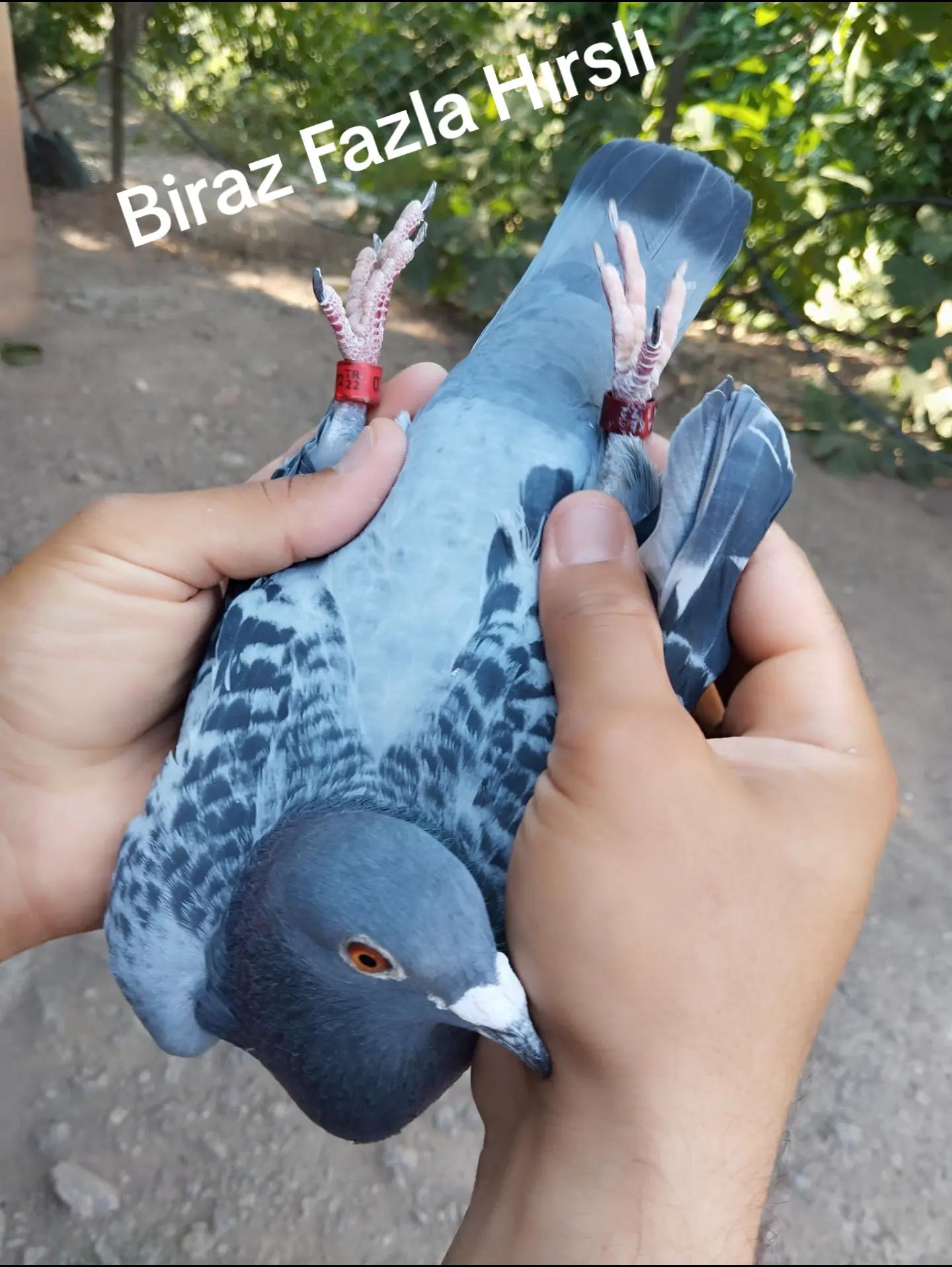 @YARIŞ POSTASI