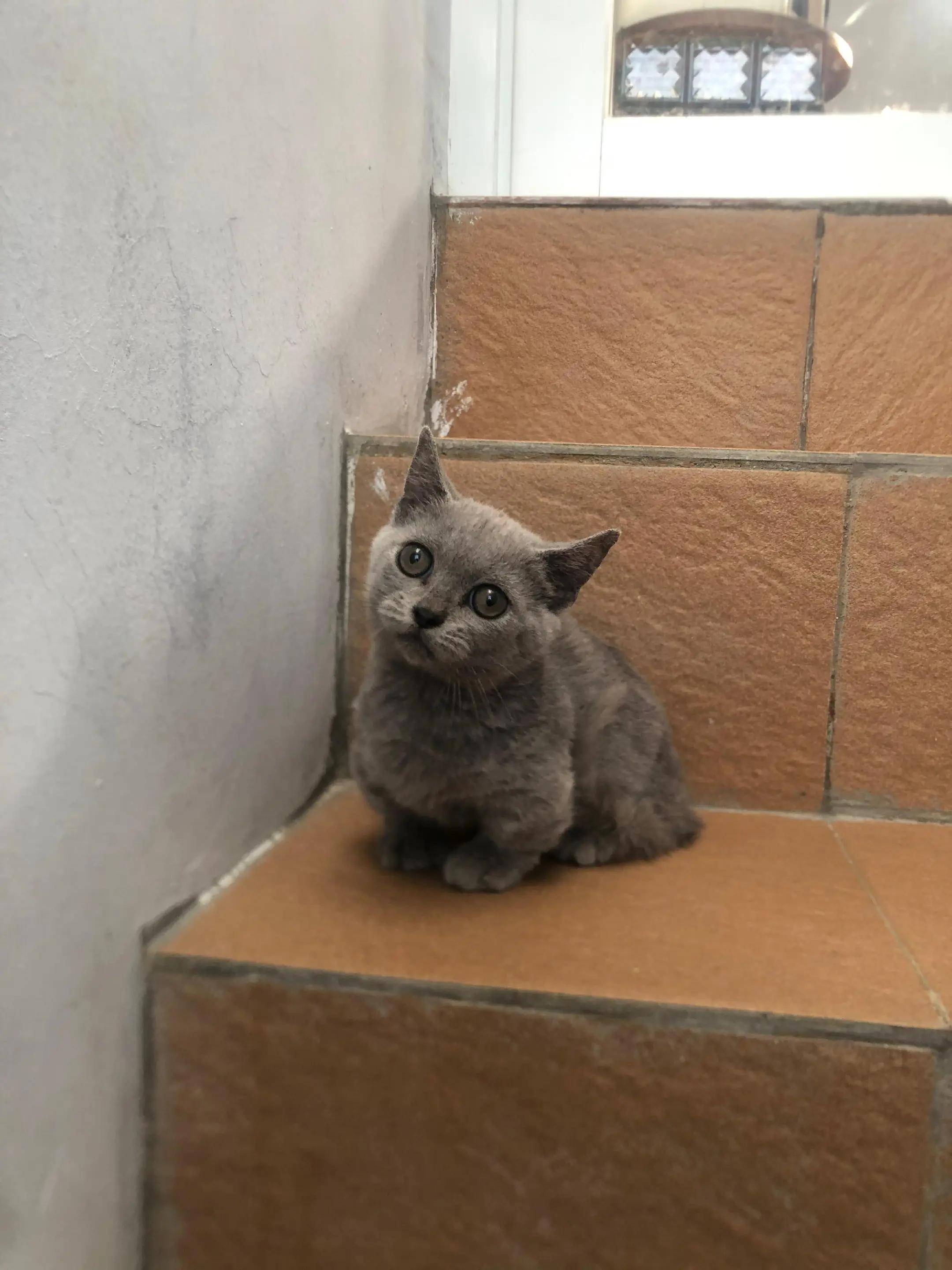 @Bemo Catshop