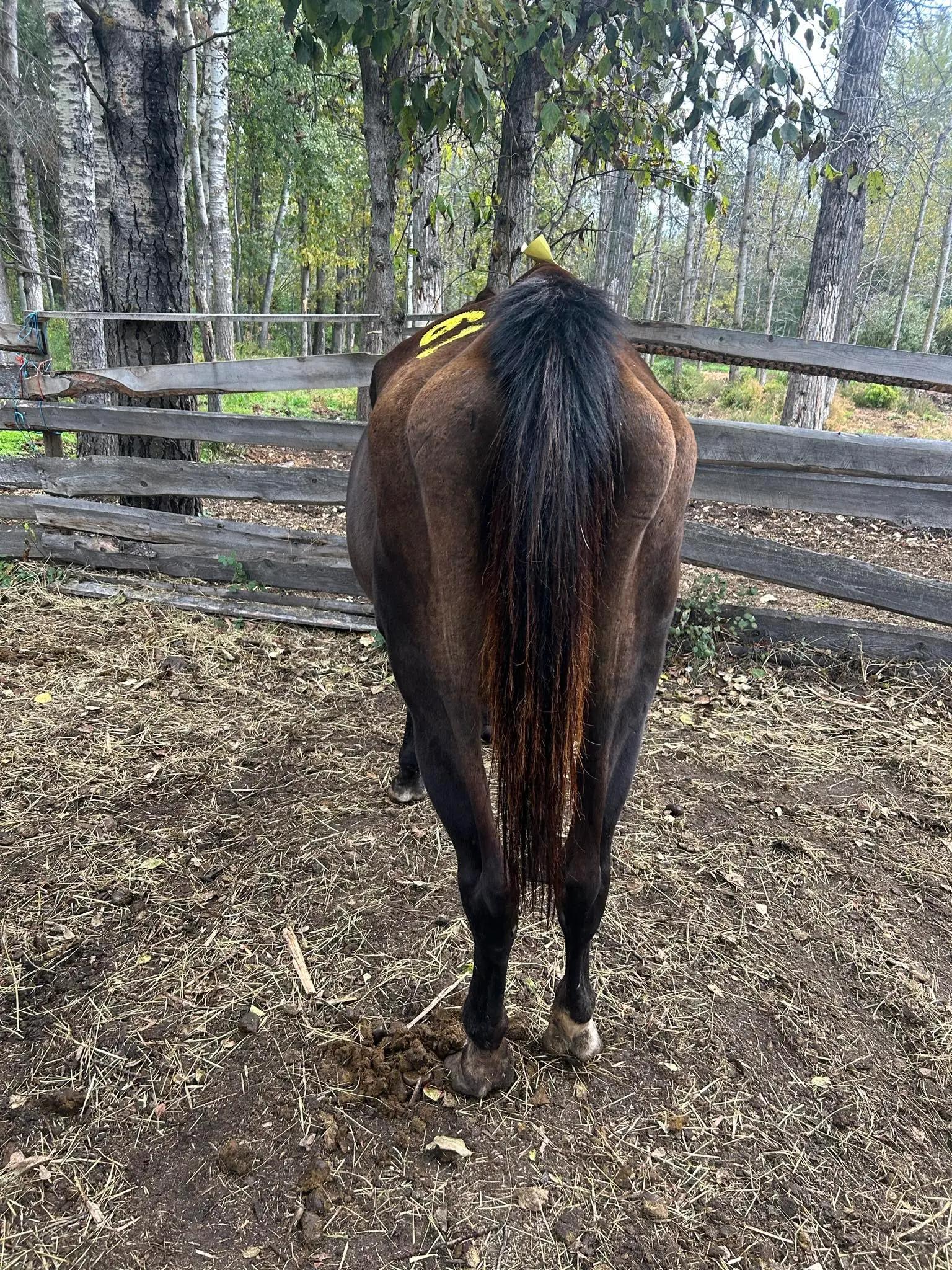 @Horse Heroes Alberta