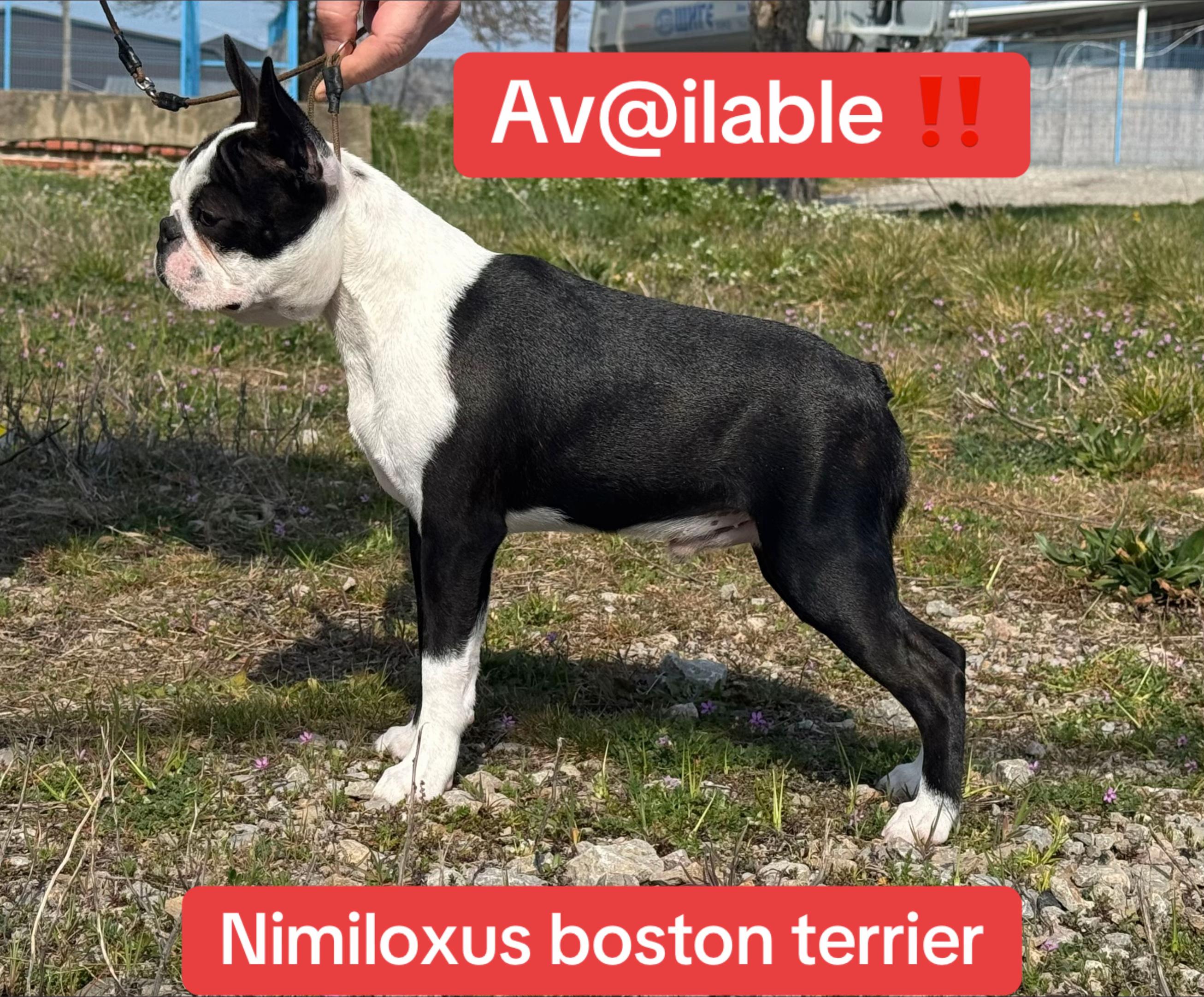 @nimiloxus