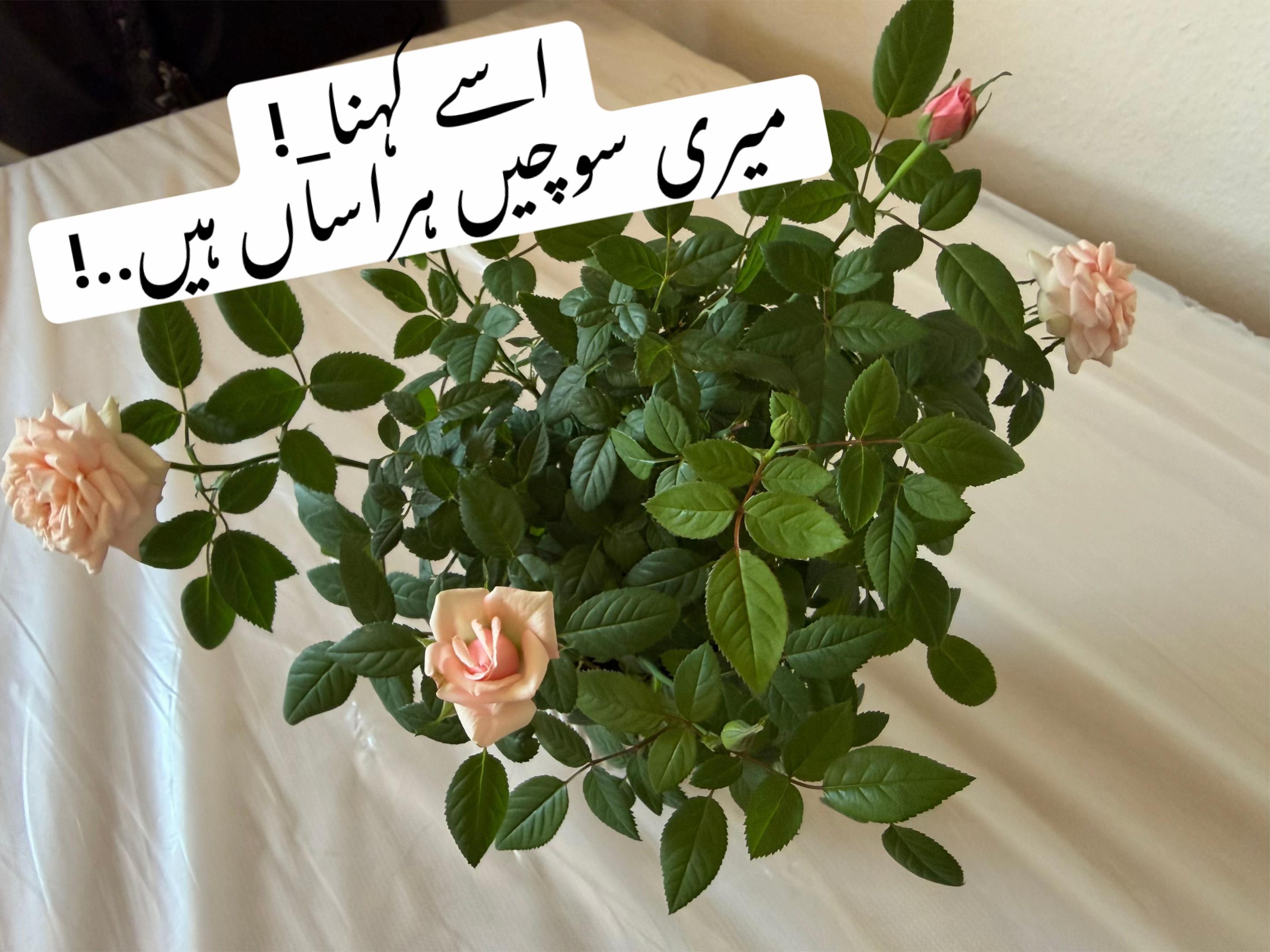 @noorfa15653297132