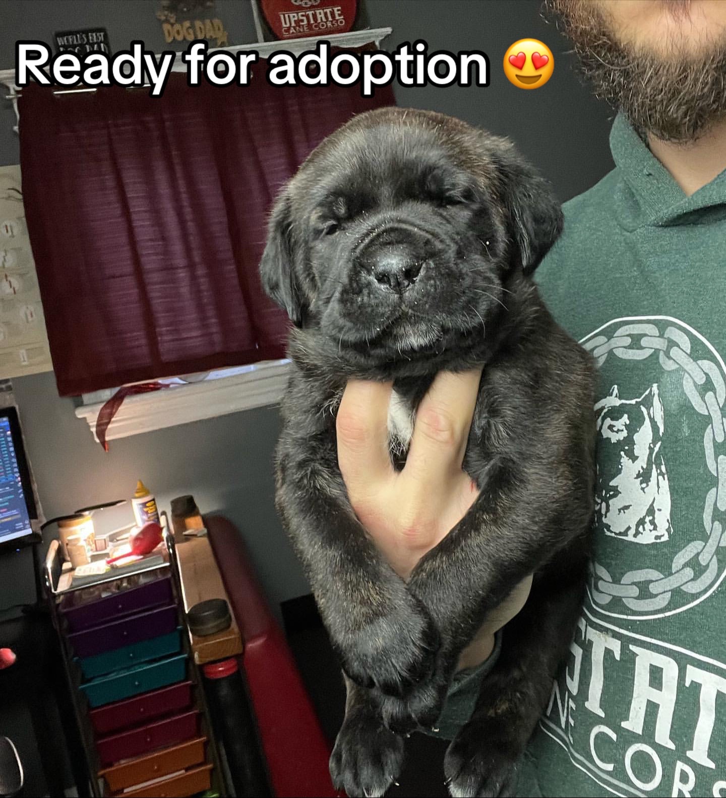 @CaneCorso