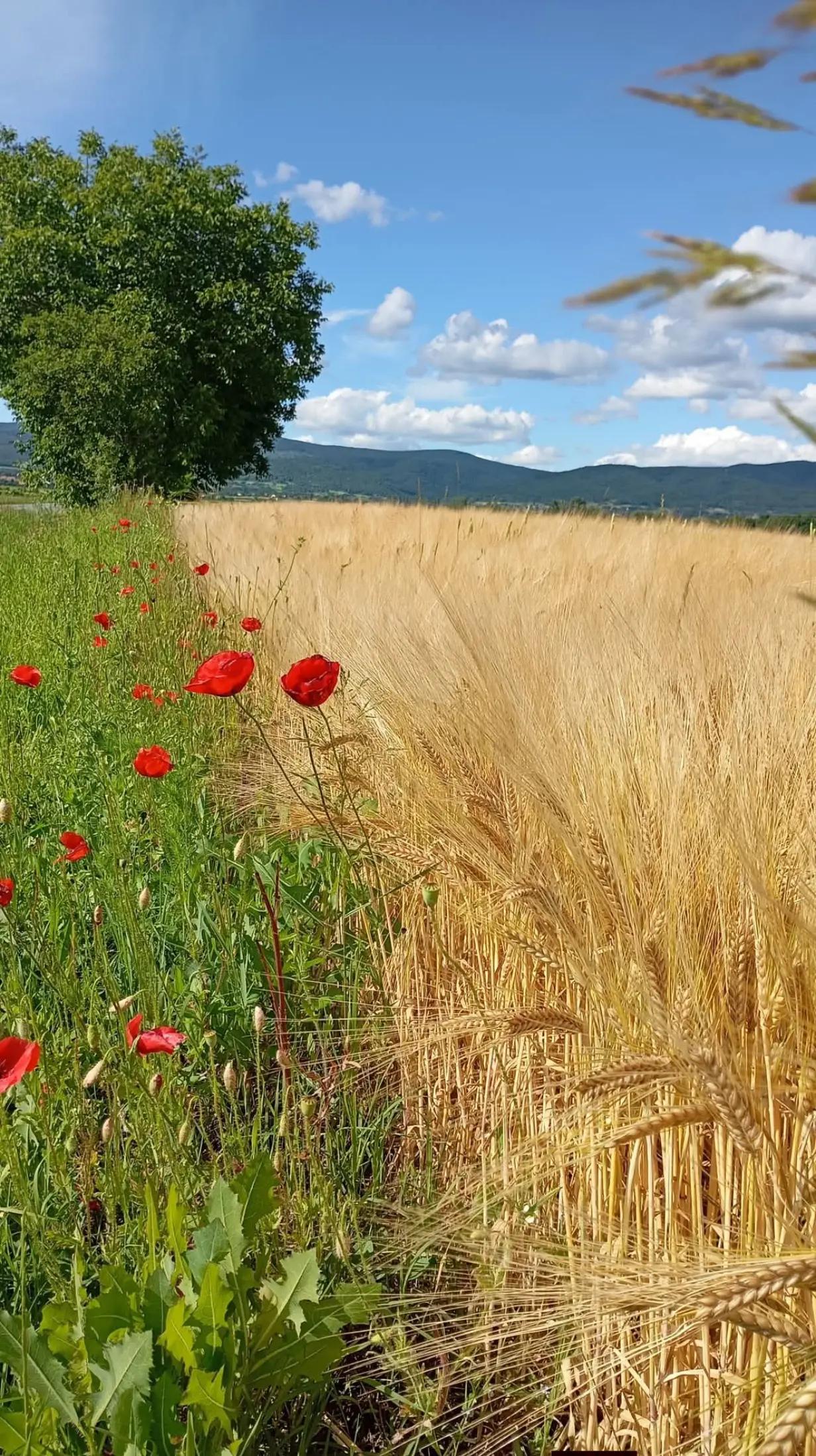 @Oko čamparasto 🌼