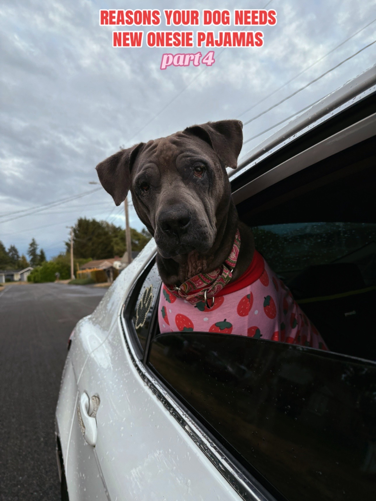 @kai•thedogmother🐾