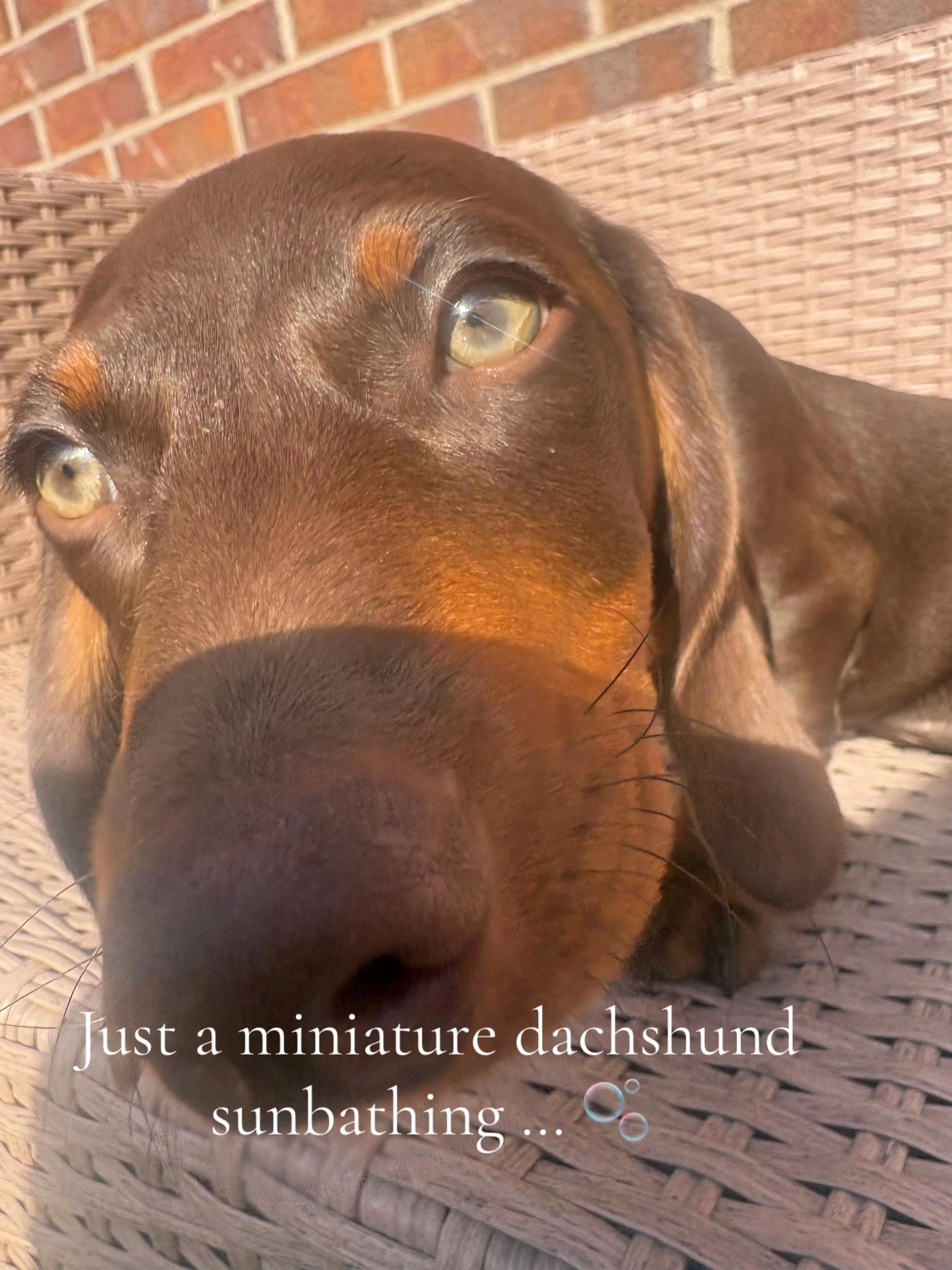 @Lennietheminiature