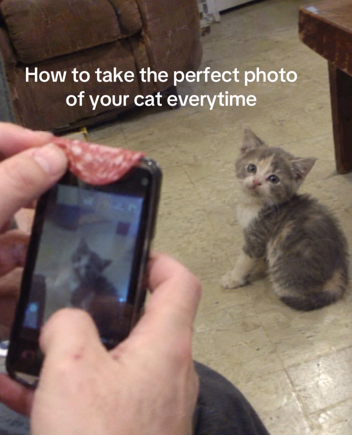 @cat memes