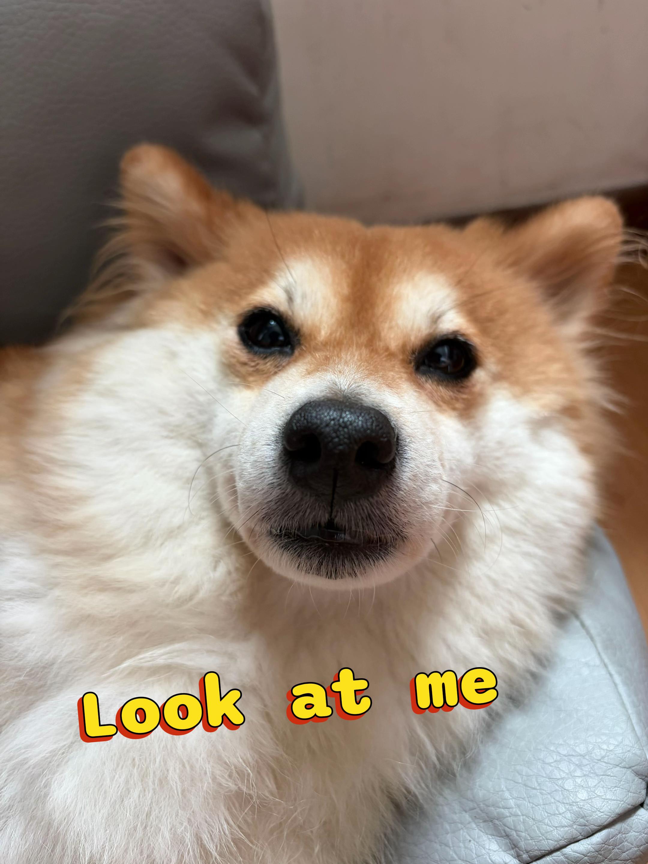 @Laifu