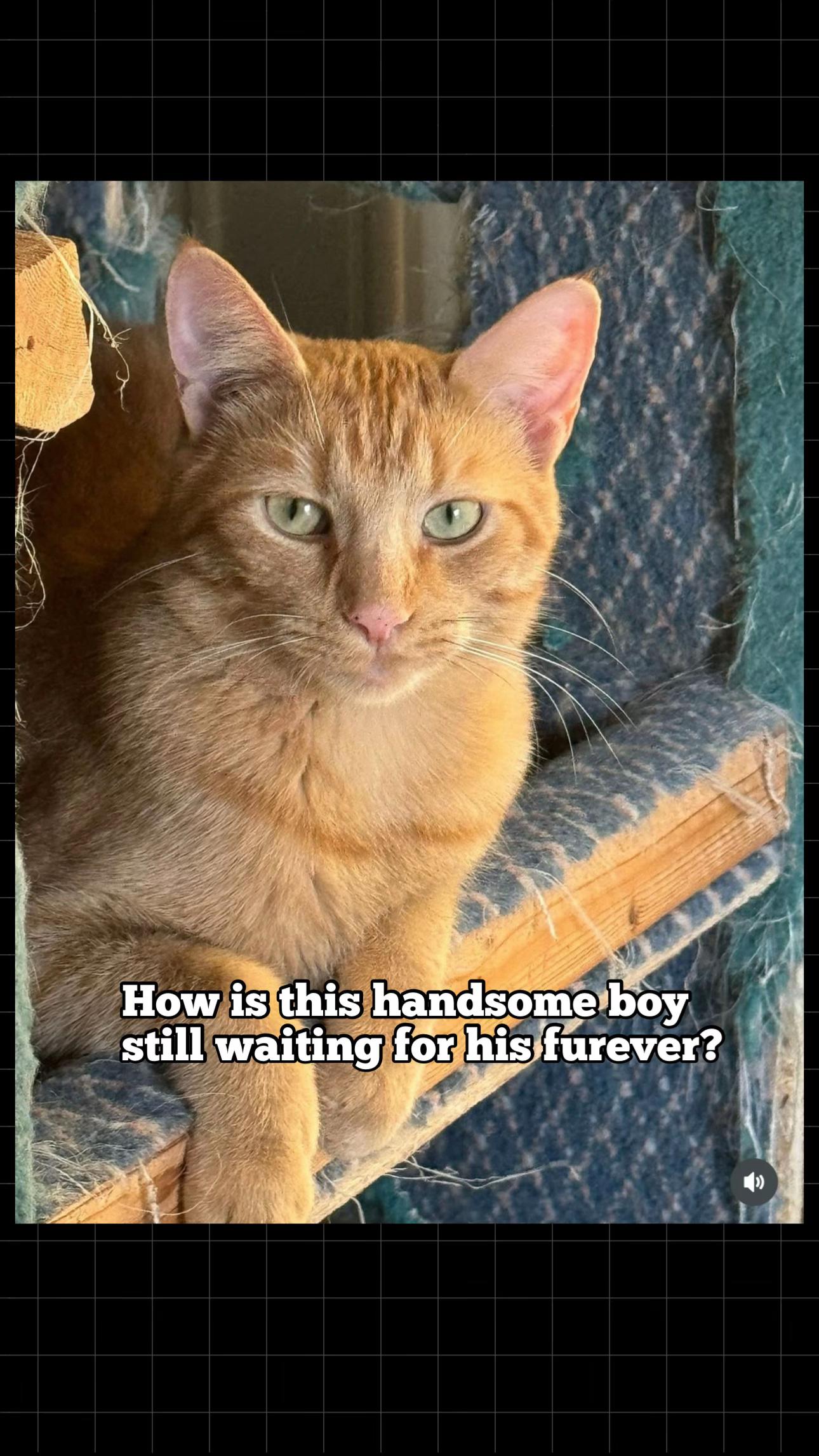 @North Toronto Cat Rescue
