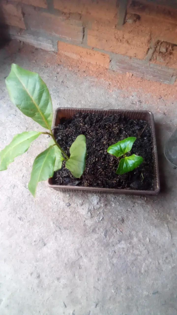 @ᅟᅟᅟᅟᅟℭỏ  𓆉