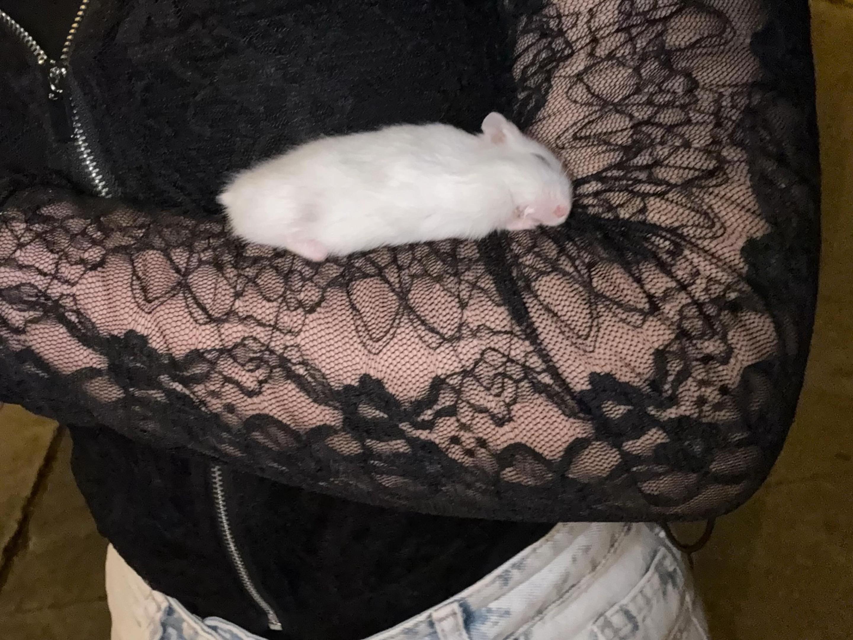 @hamster.cuppulu