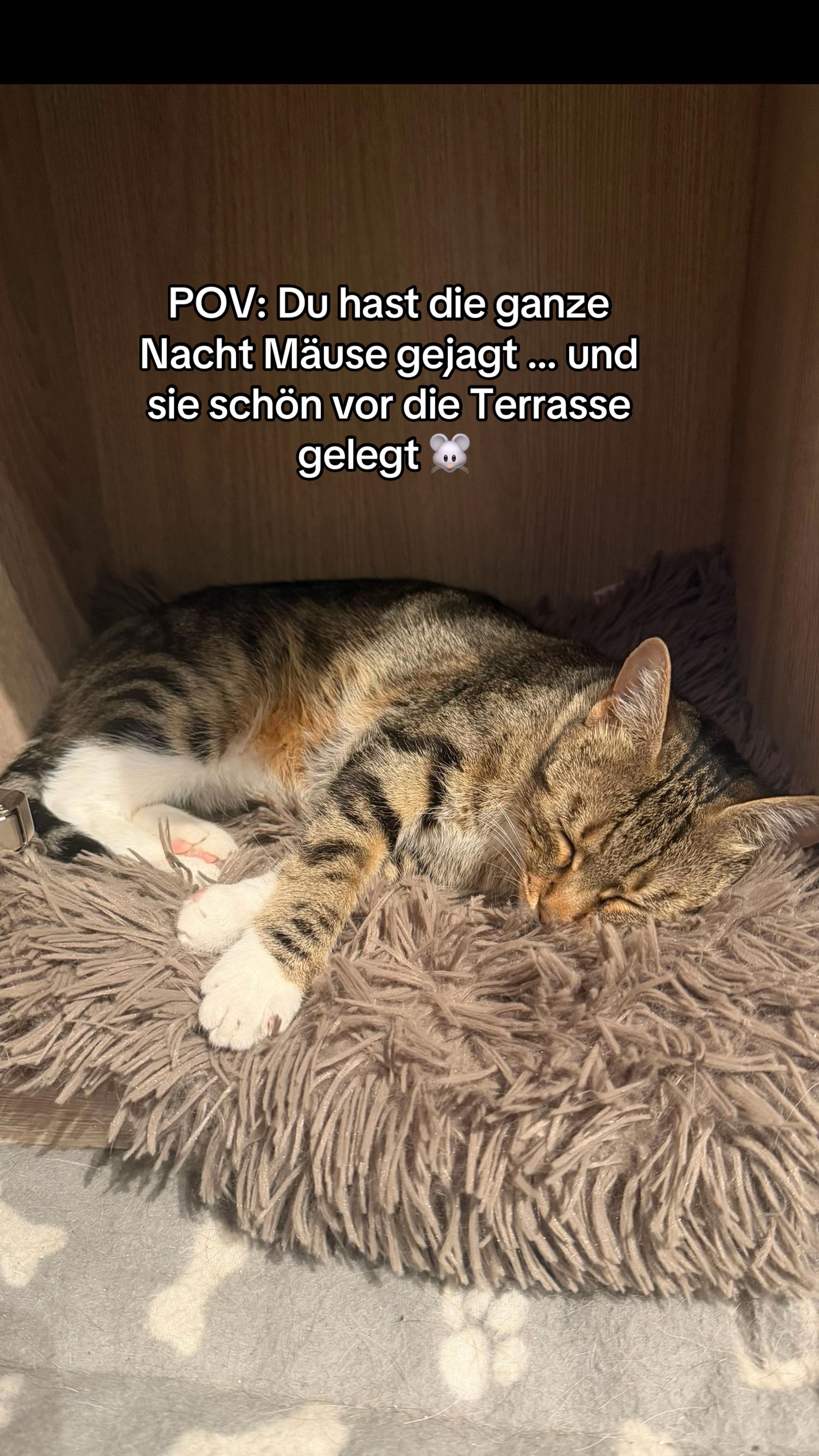 @Oscar & die Katzenbande