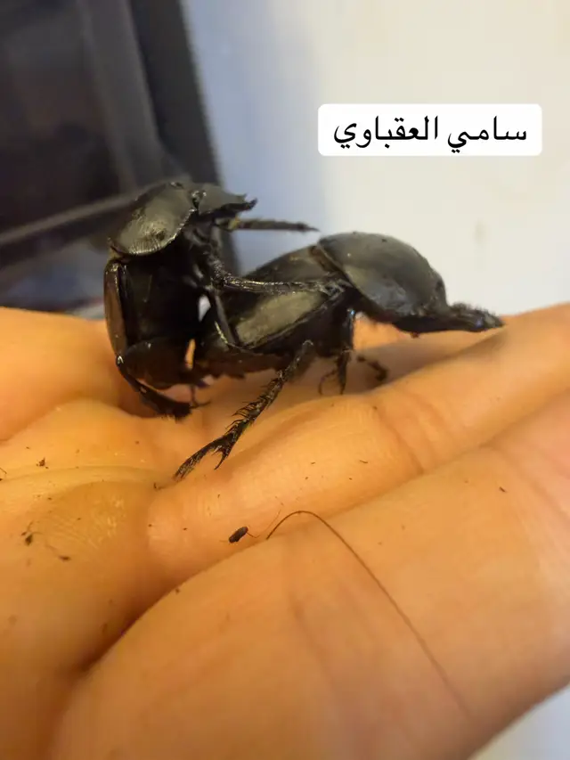 @سامي العقباوي Samy ALAkabawi